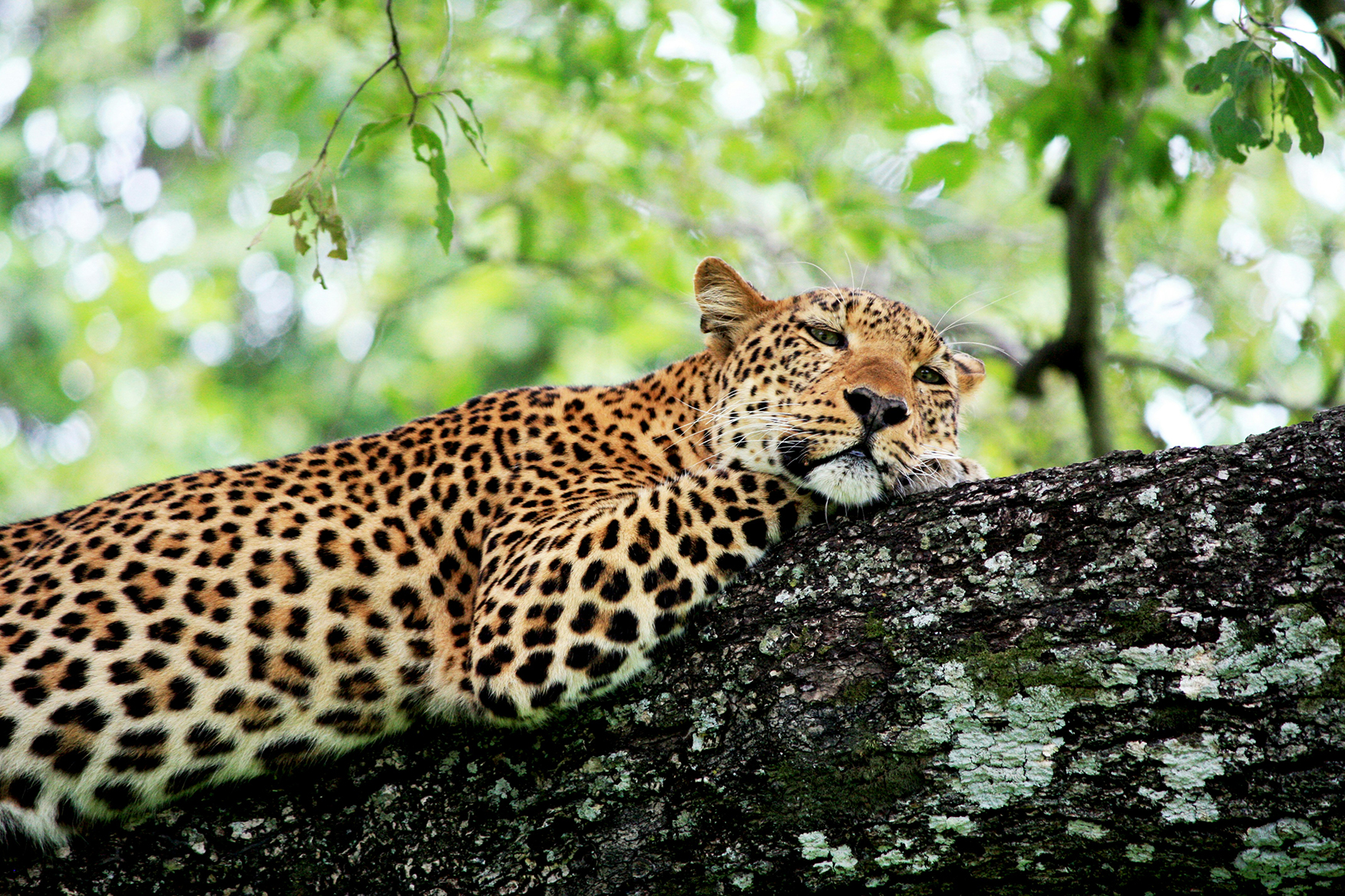 Africa, Zambia, close up photo of a leopard relaxing in a tree