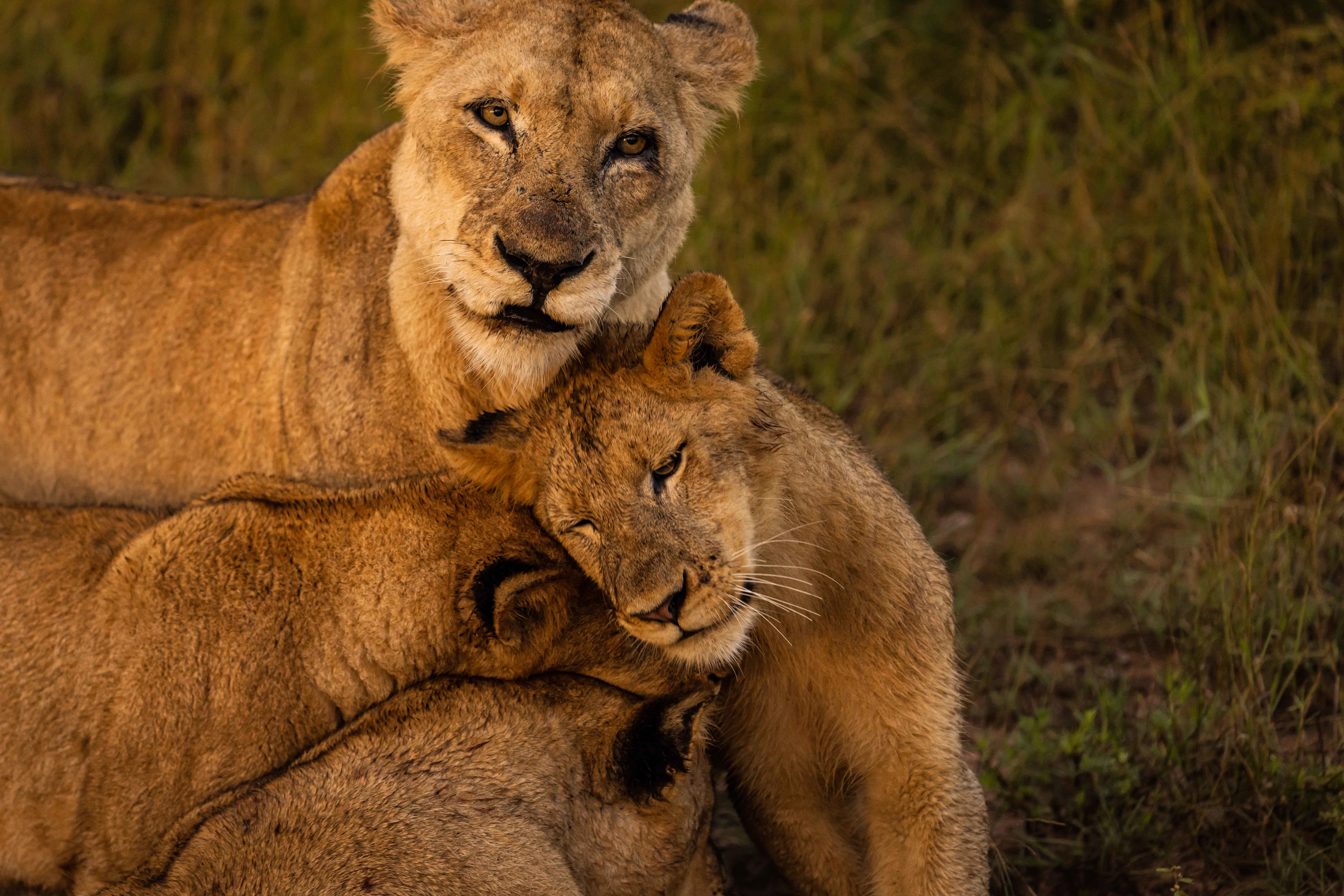  Africa, South Africa, Ulusaba Rock Lodge, Lions