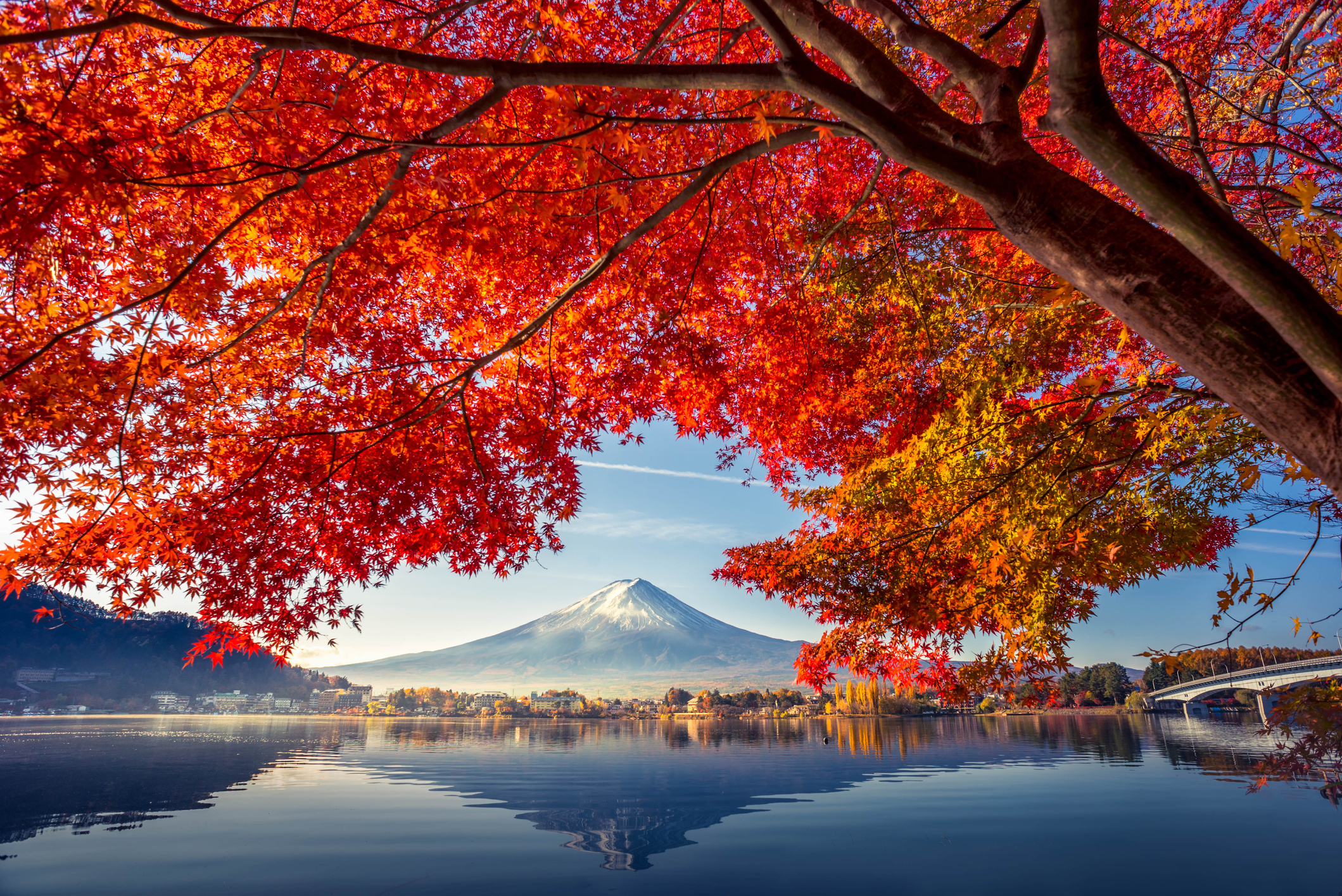 A colourful landscape featuring Mount Fiji fronted by a lake and framed by a tree with bright red leaves.