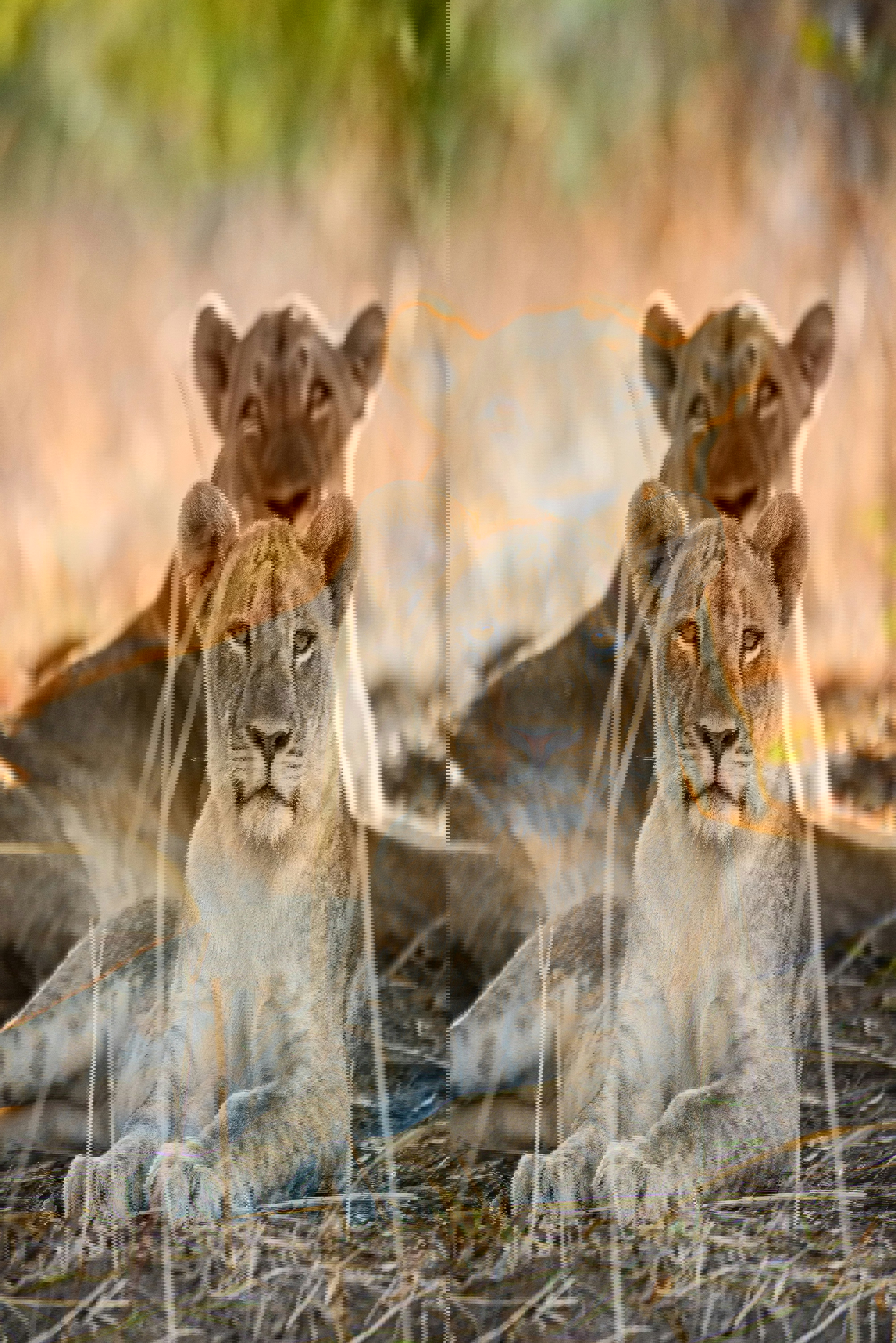 Two lionesses lying in the shade with one looking straight ahead