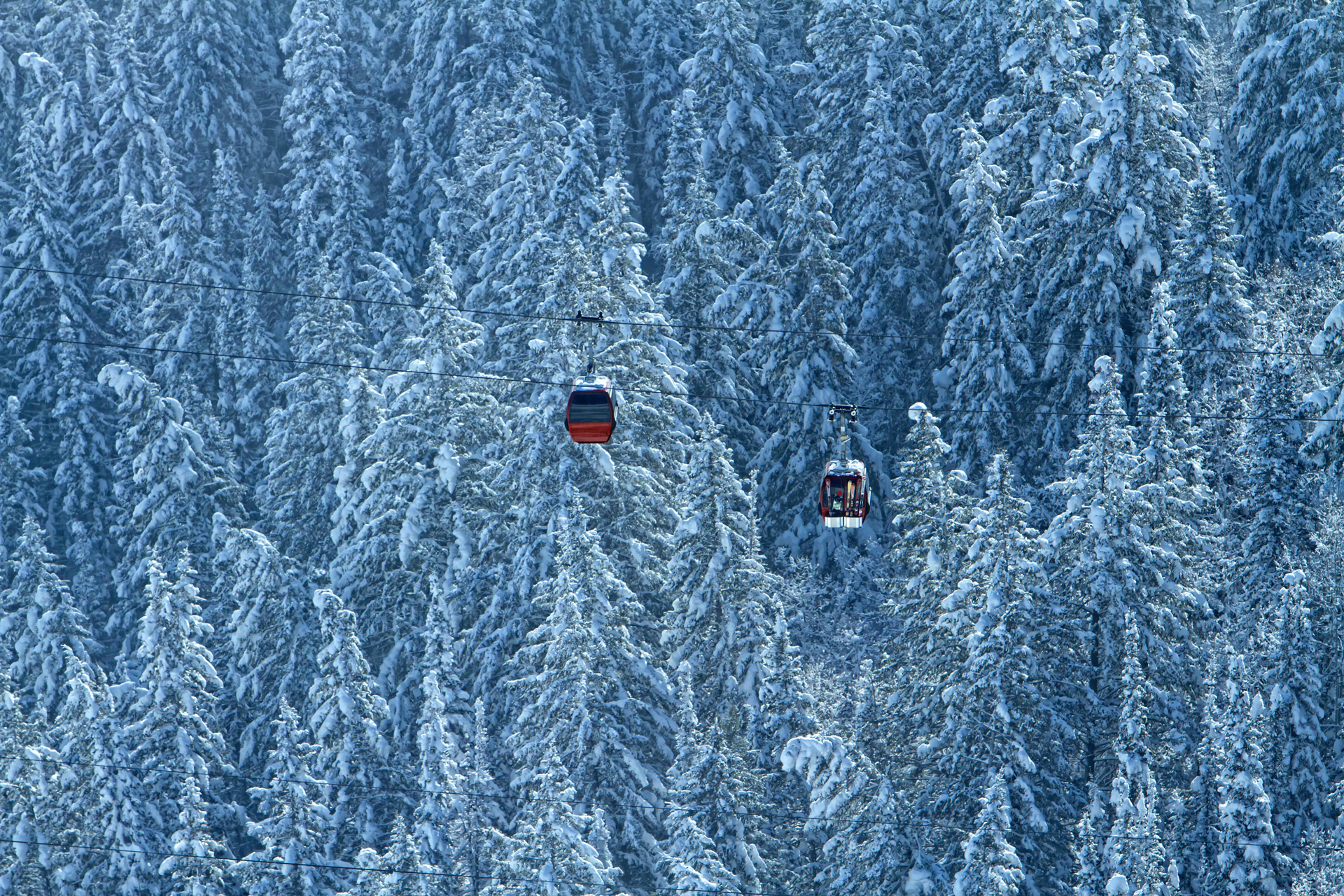 Two cable cars pictured in front of big snow covered trees