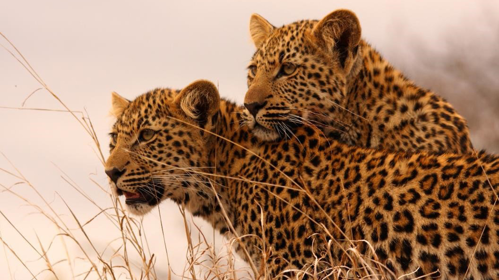  Africa, South africa, Savanna private game reserve, Leopards