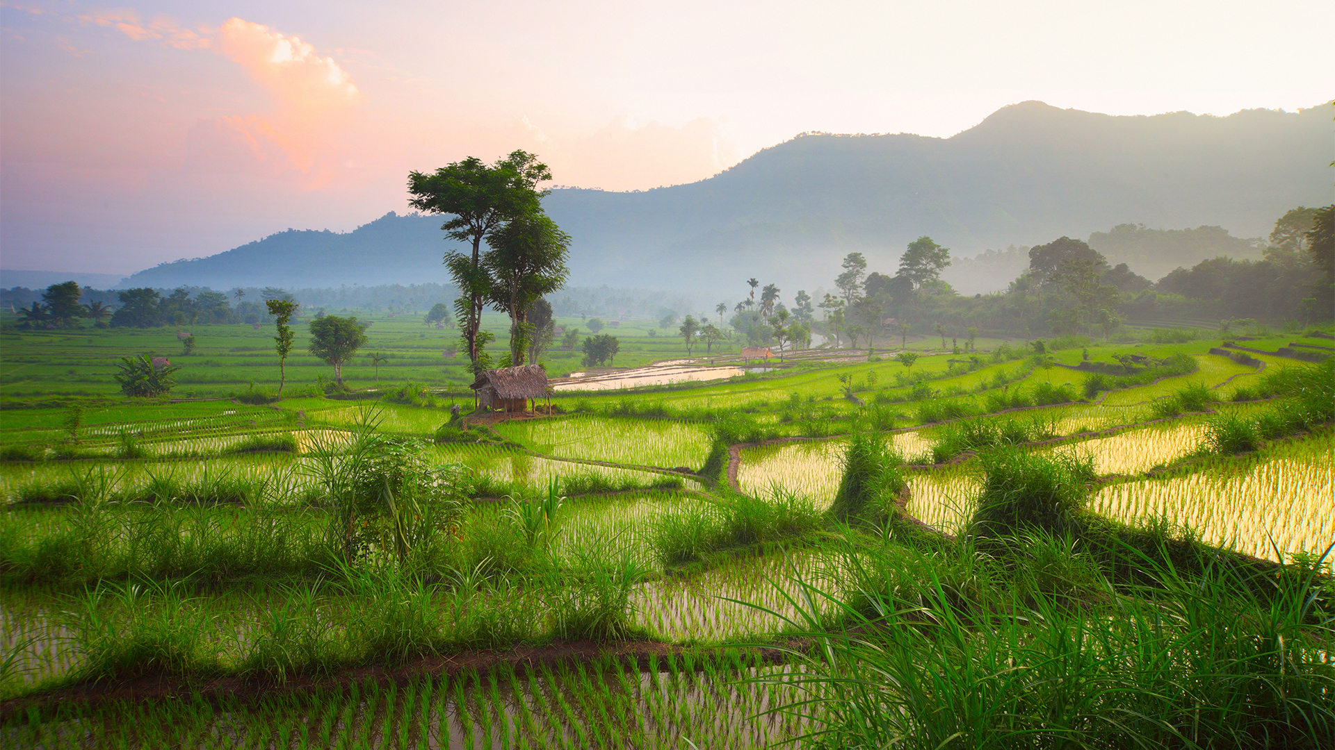 Asia, Indonesia, Blissful Bali, Rice paddy field