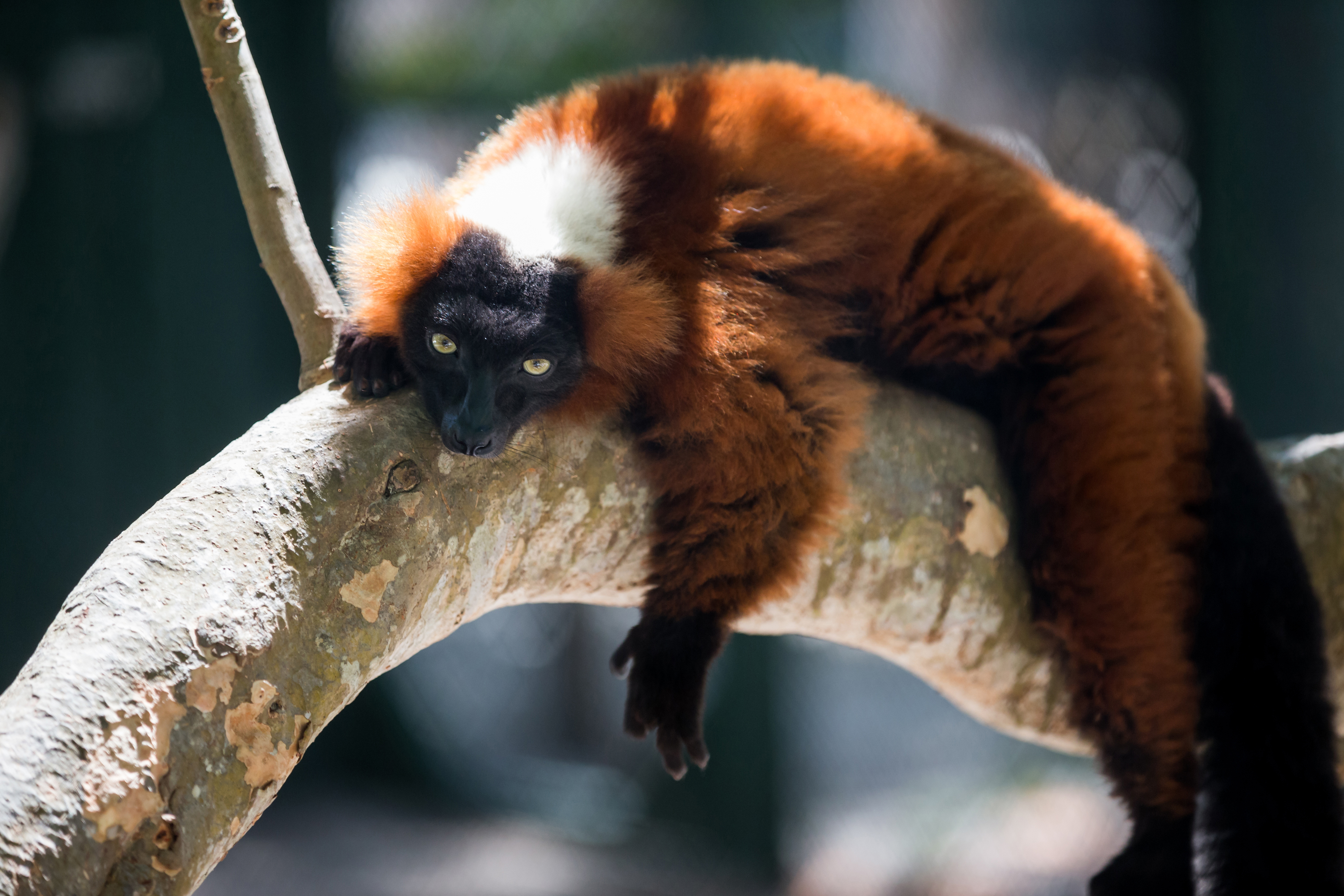 Necker Island, Caribbean, British Virgin Islands, Lemur