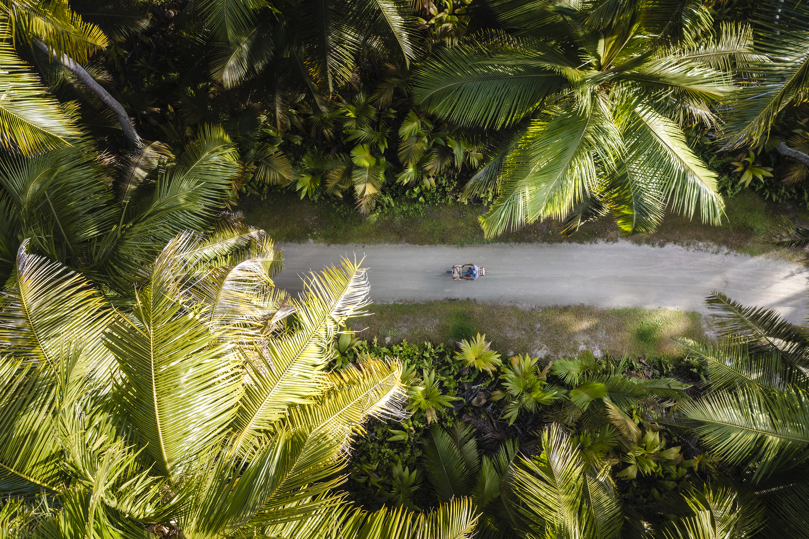 Aerial of someone cycling down a path through dense lush palms