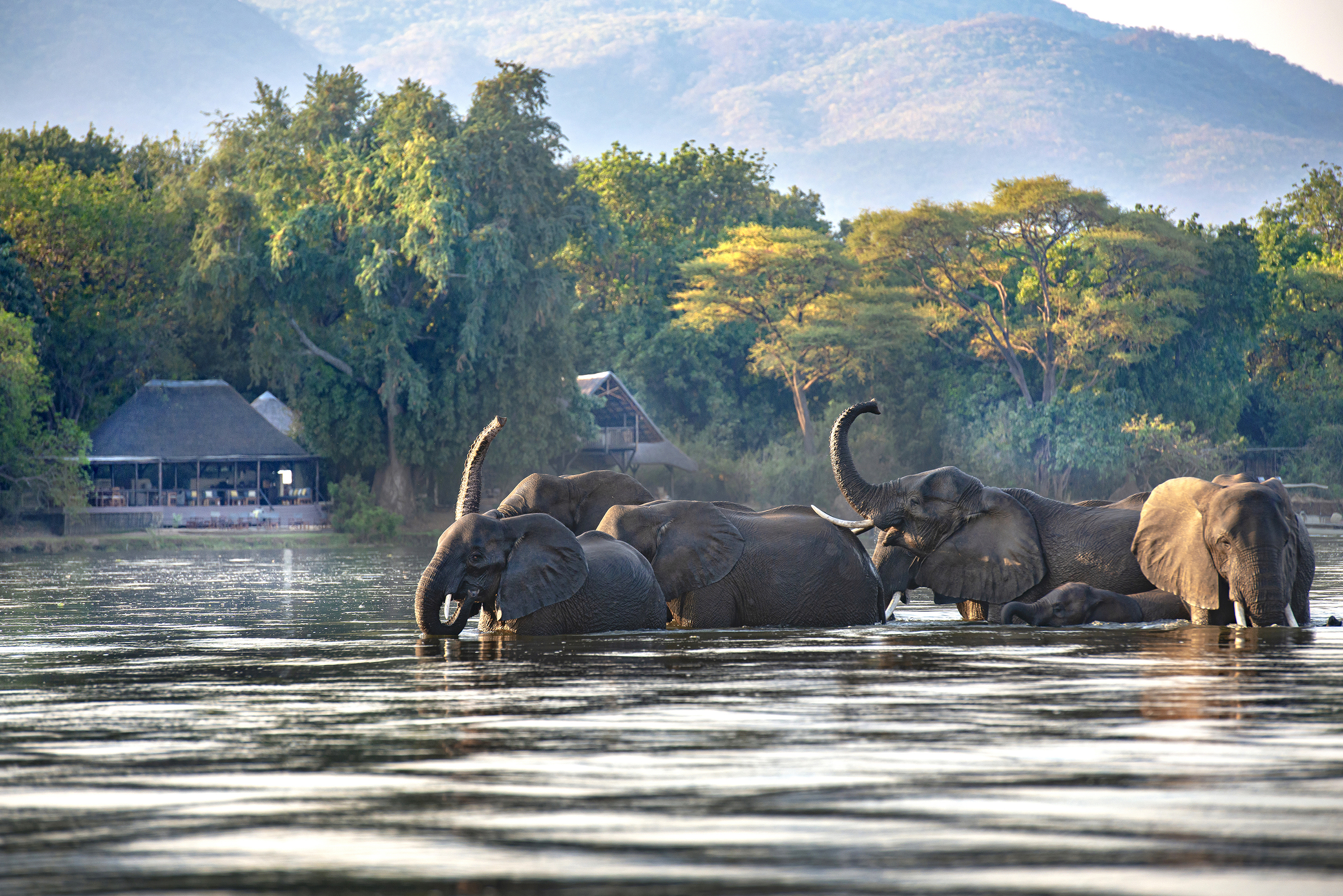 A herd of elephants bathing in the Zambezi River before the exterior of Chiawa Camp