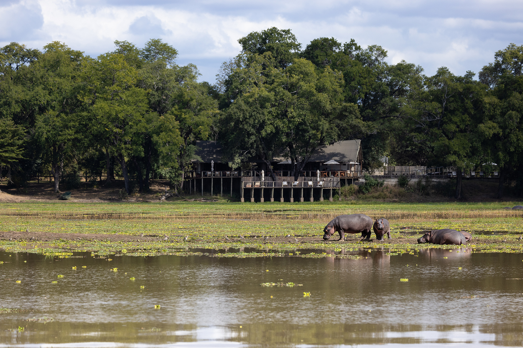 Africa, Zambia, Sungani Lodge, hippos in front of the lodge 