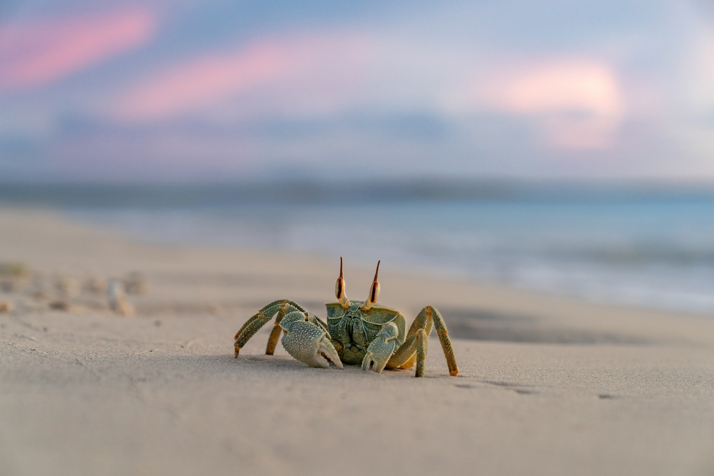 Small crab on a sandy beach with the ocean and a pink-tinged sky in the background