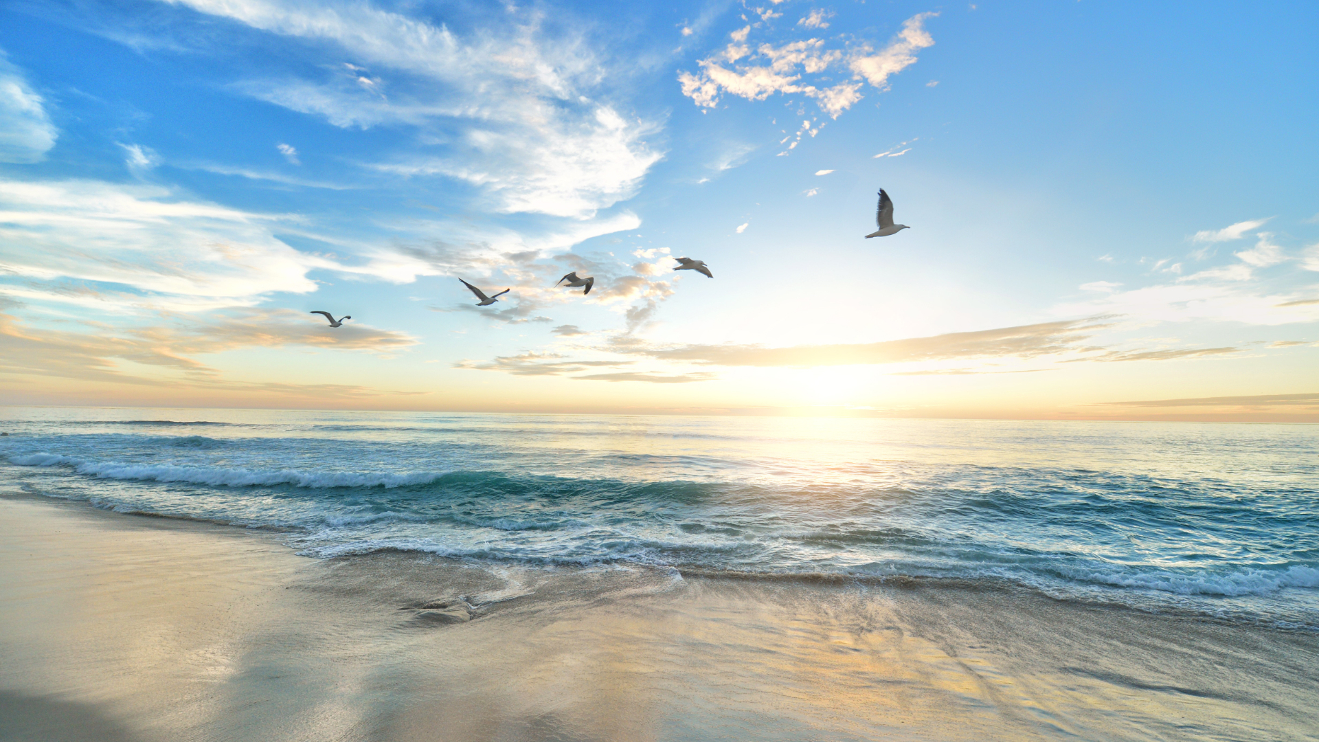 Sea view with birds flying