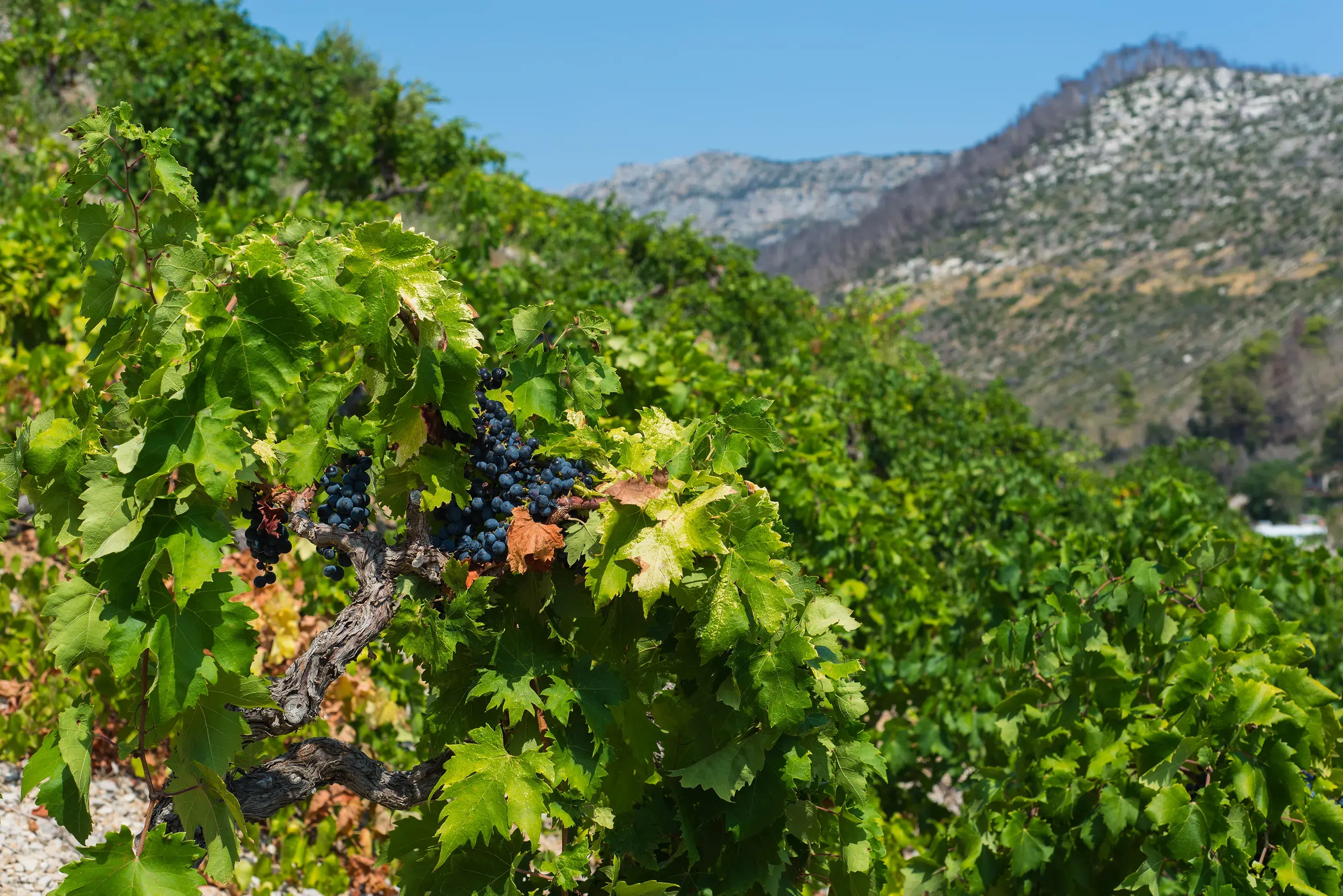 A lush grape vine with deep ripe berries backed by tall mountains