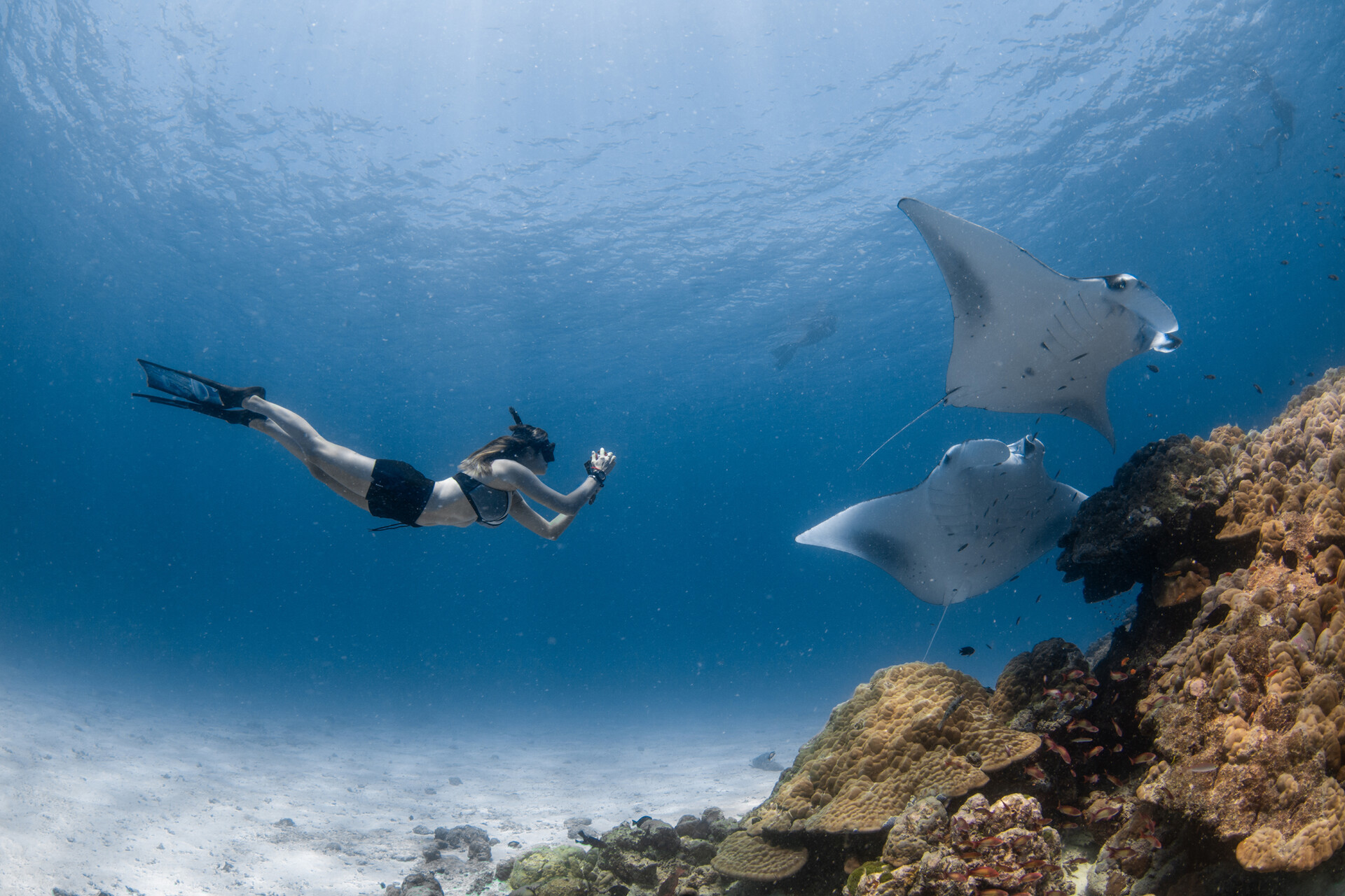 A woman snorkelling with manta rays