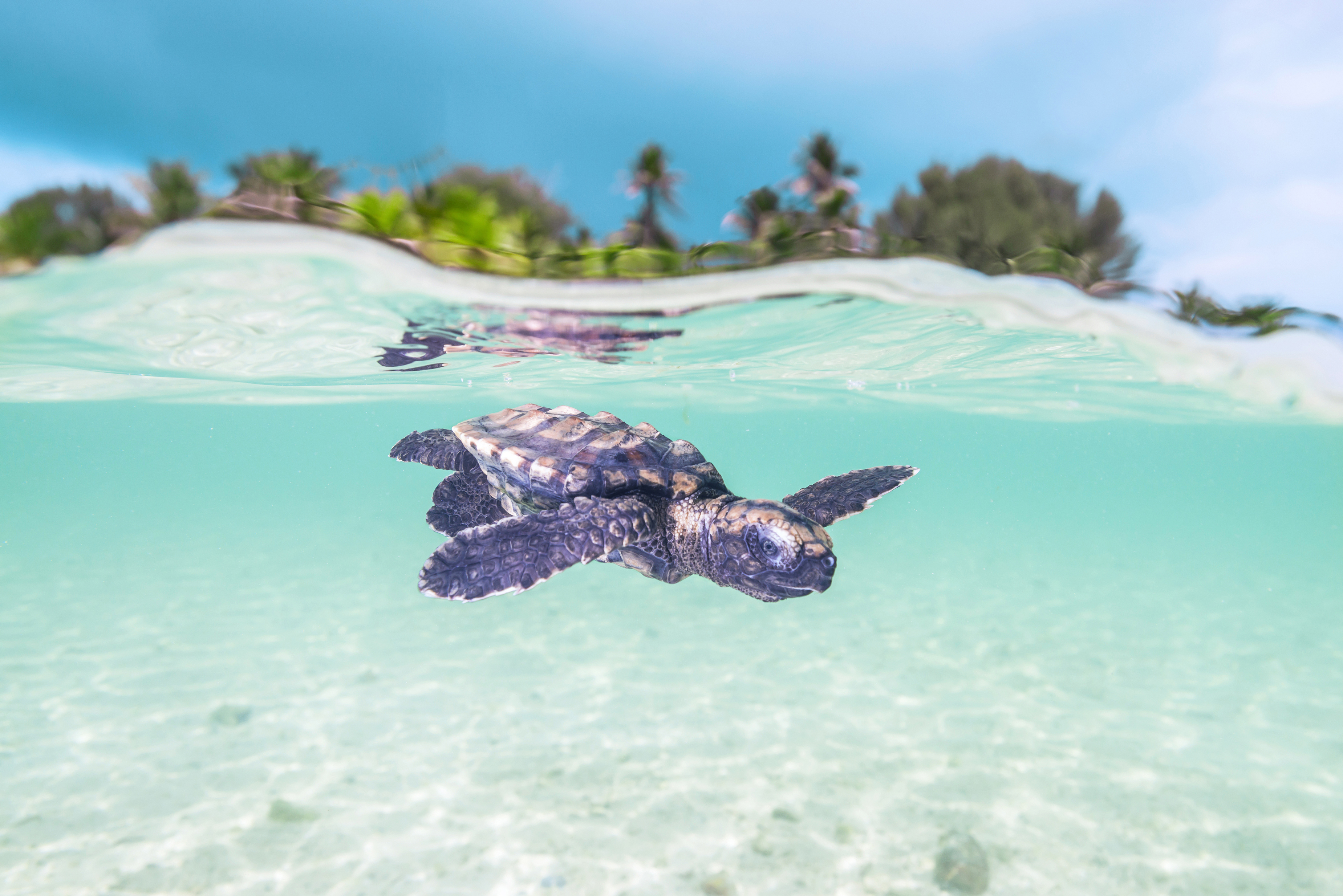 Baby turtle swimming below the surface of the sea with a glimpse of a tropical island behind