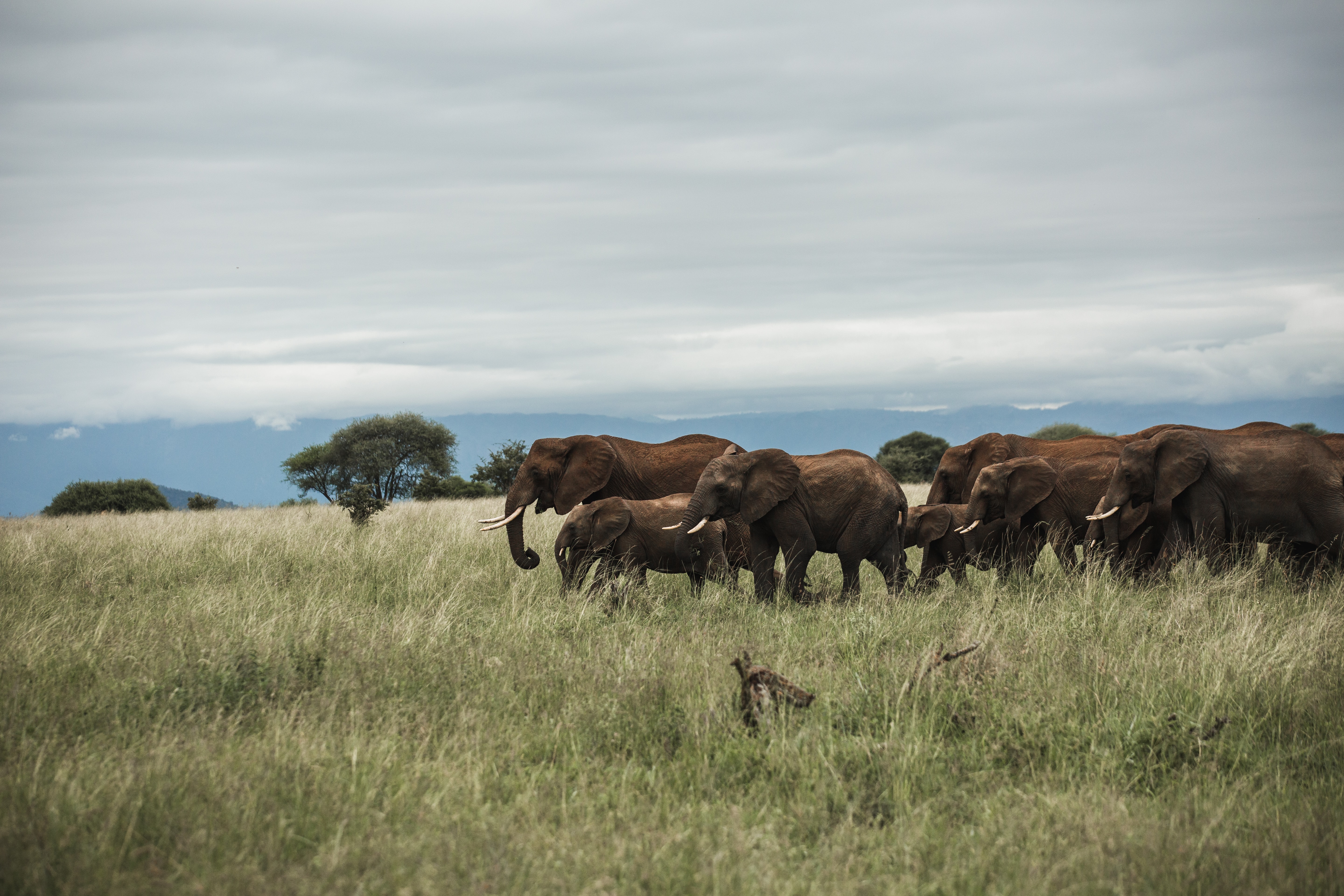 A herd of elephants walking