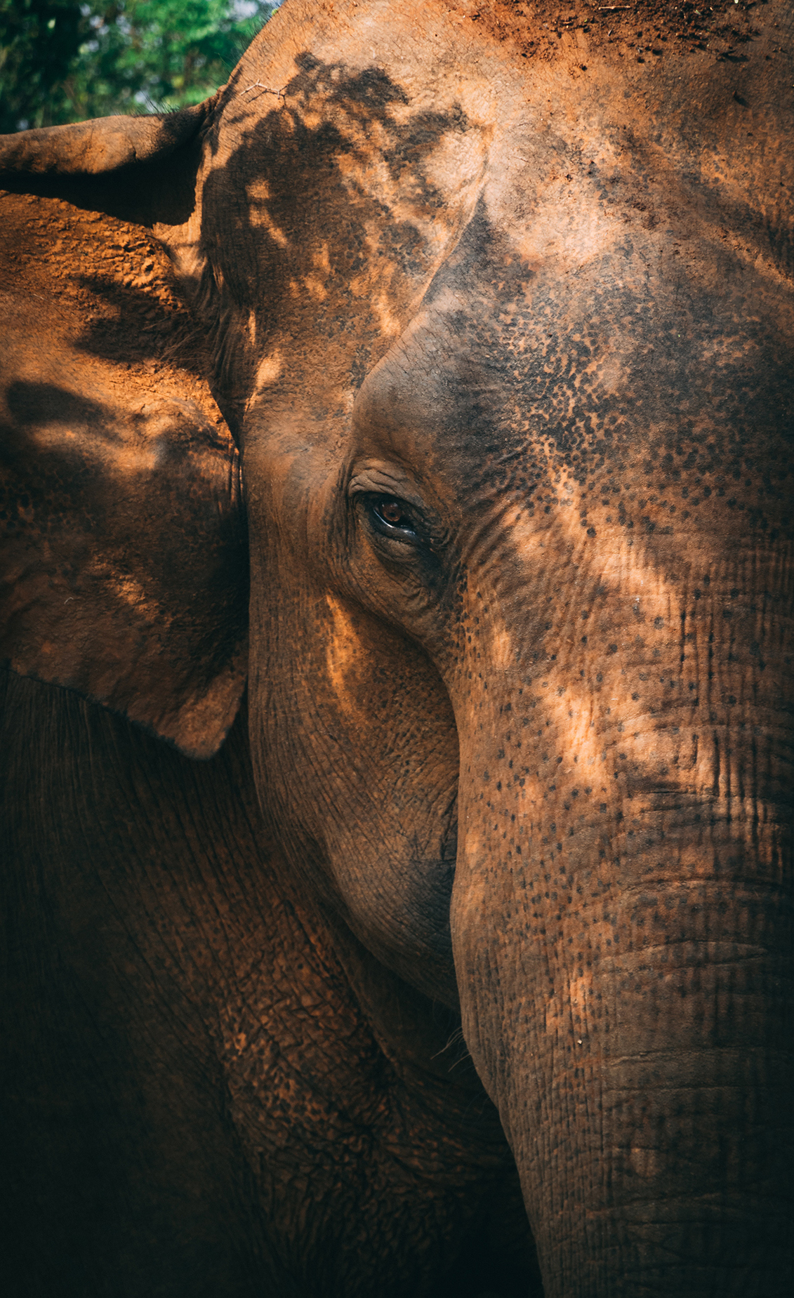 Close up portrait of Sri Lankan elephant