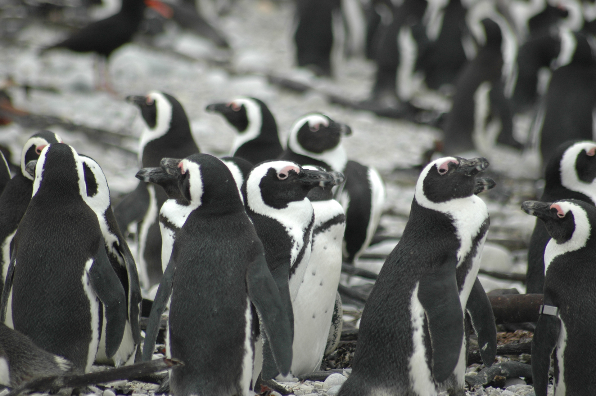 A close up of a group of African Penguins