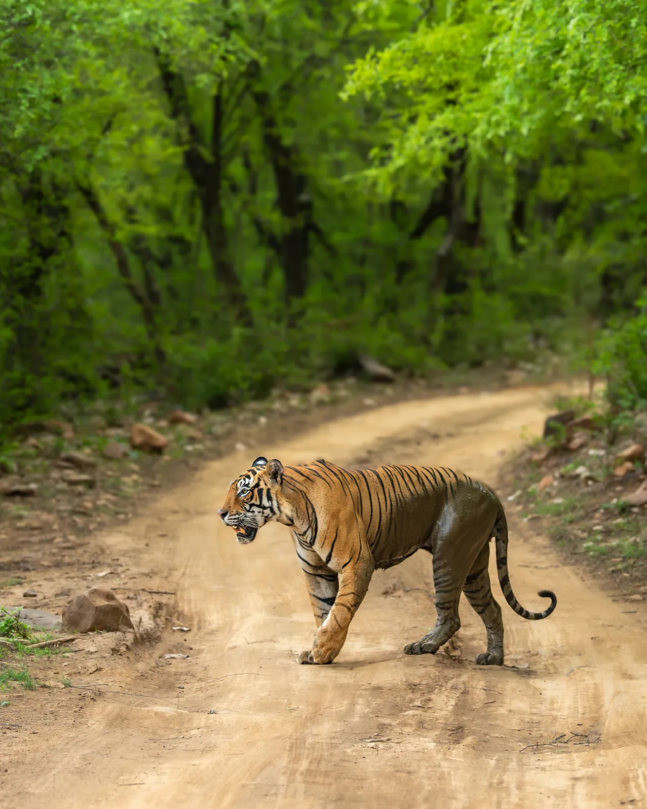 Asia, India, a tiger crossing a dirt track