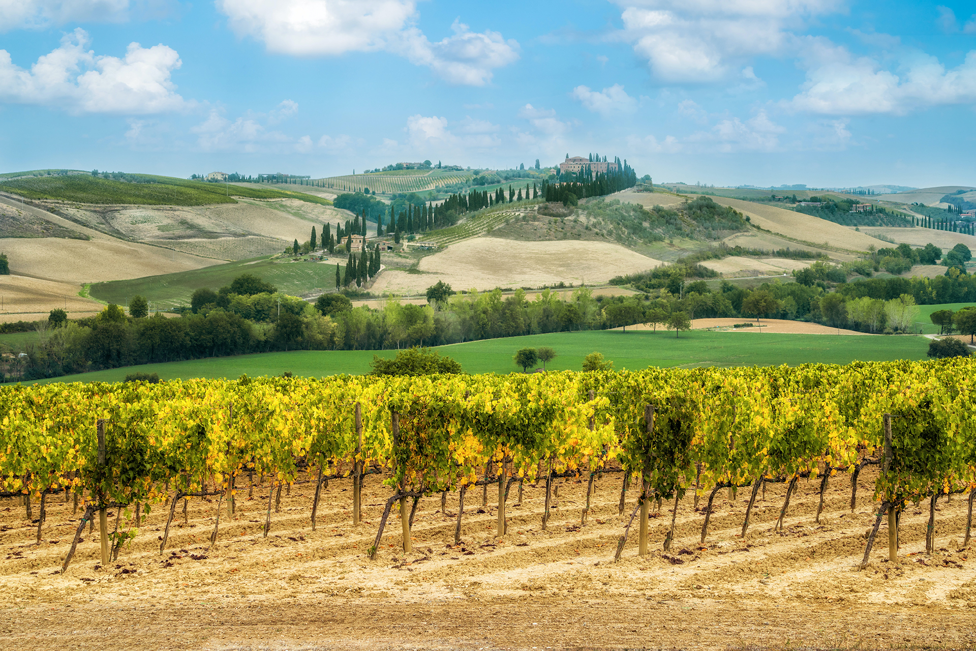 Vineyards in California with rolling hills in the background