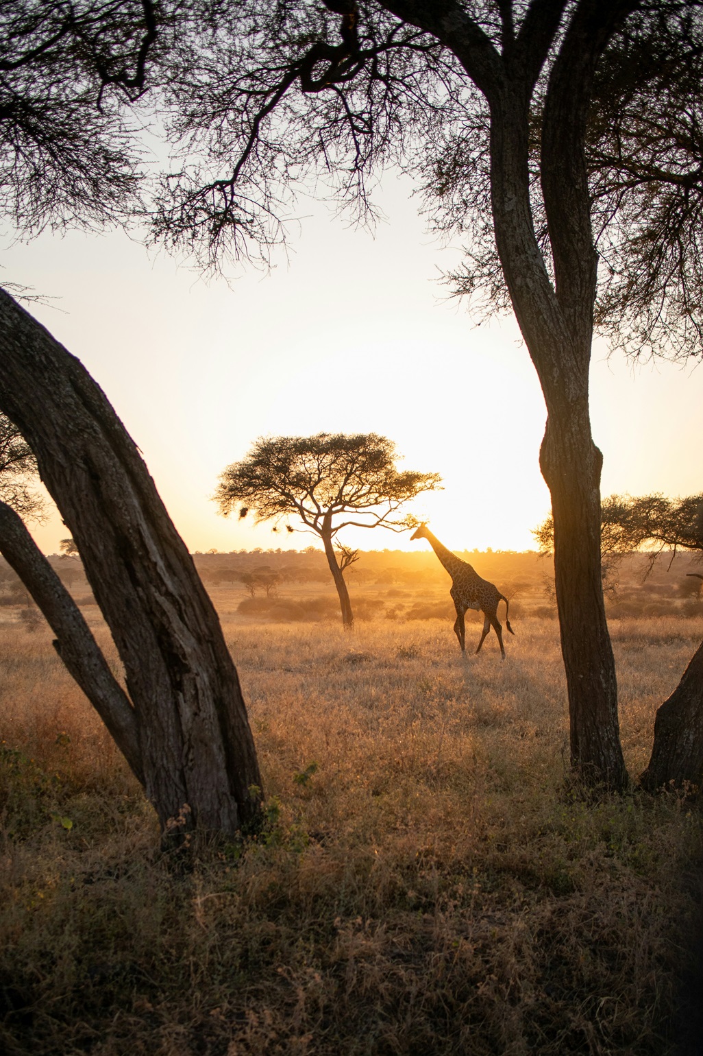 A giraffe stands near a tree in a savanna during sunset, framed by silhouetted trees.