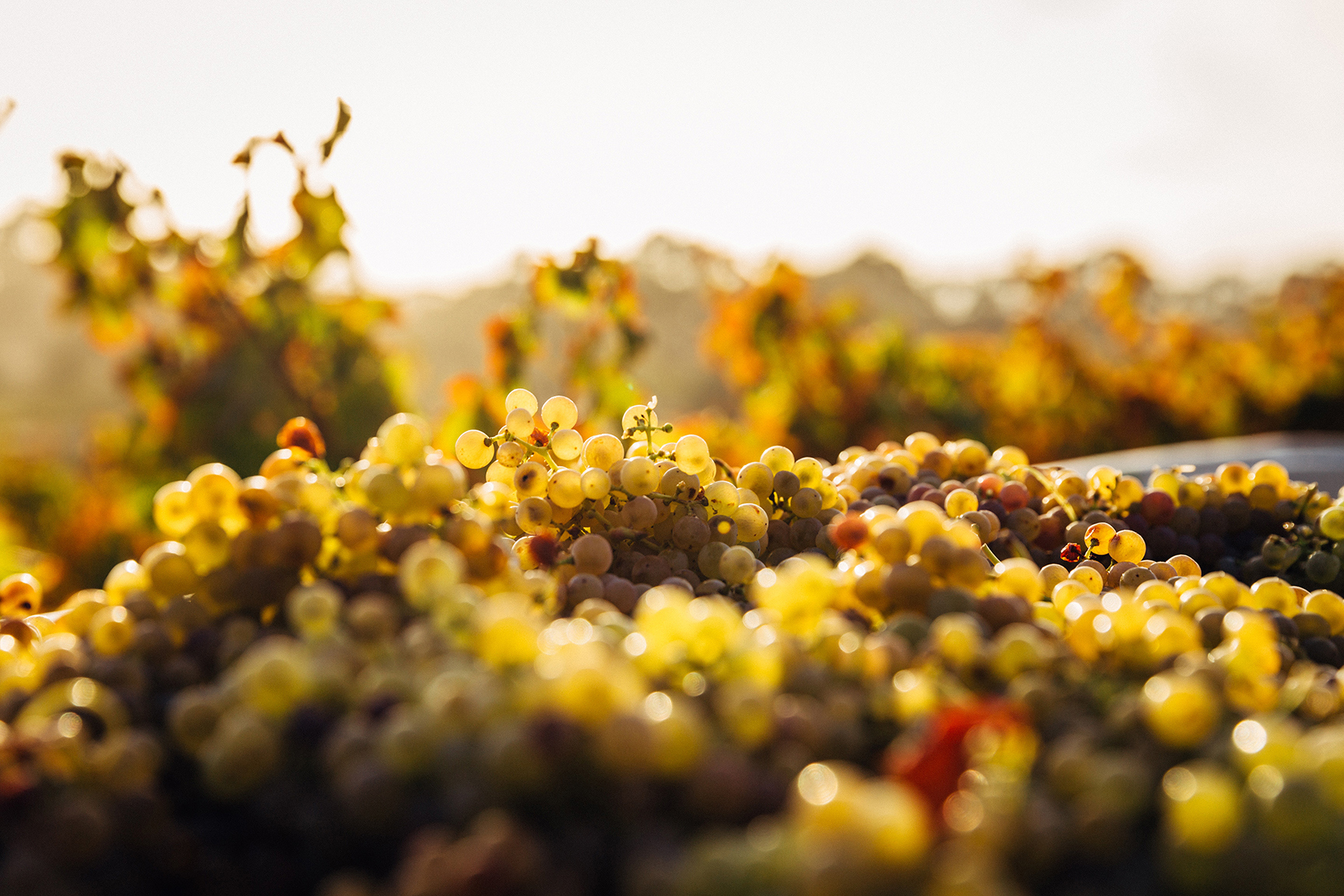 Close up shot of white grapes