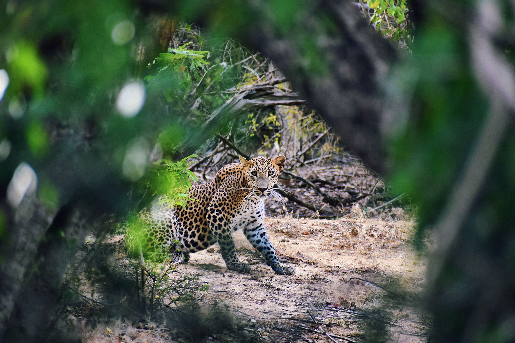 Asia, Sri Lanka, Leopard viewed through foliage