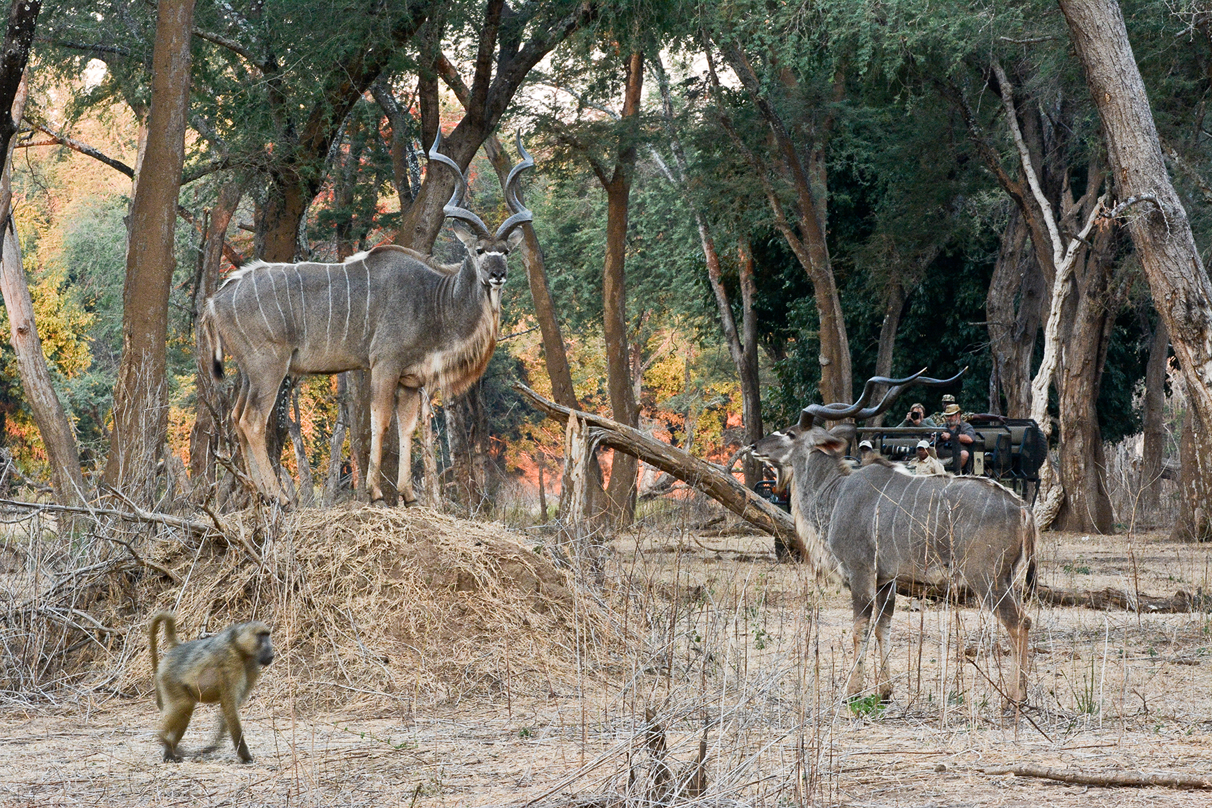 Africa, Zambia, Chiawa Camp, Lower Zambezi, Kudus and babboon being photographed on a game drive 