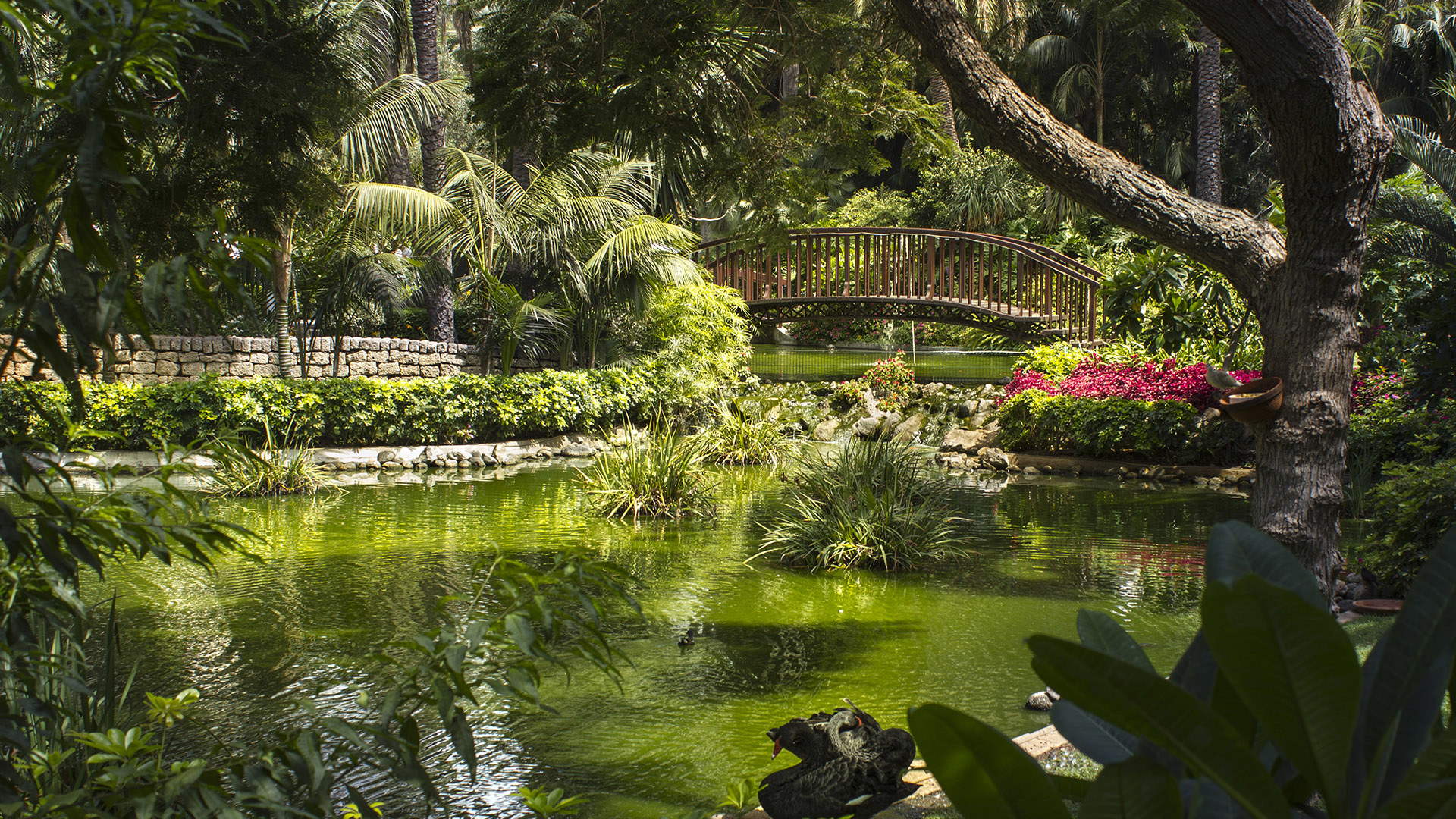 Europe, Spain, Tenerife, Hotel Botanico, Gardens