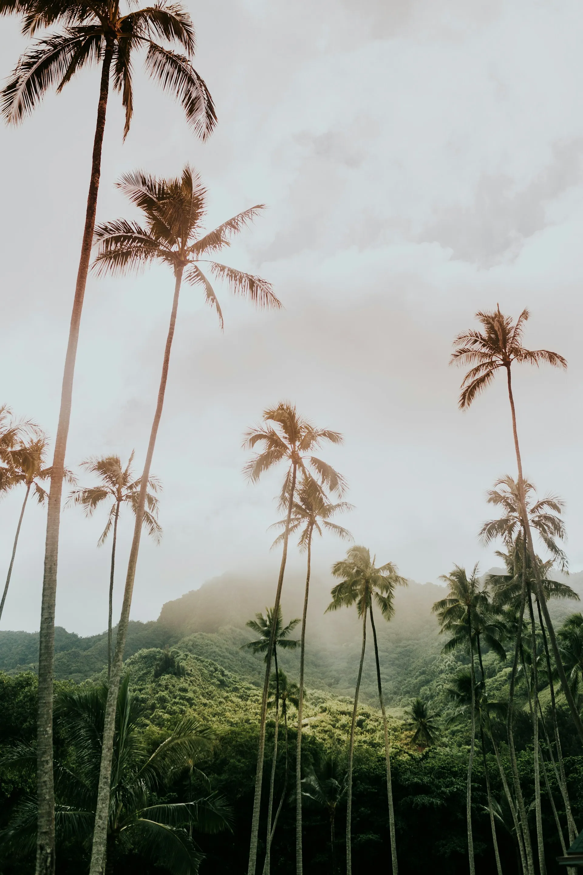 Towering palm trees and lush rainforest landscape in Hawaii