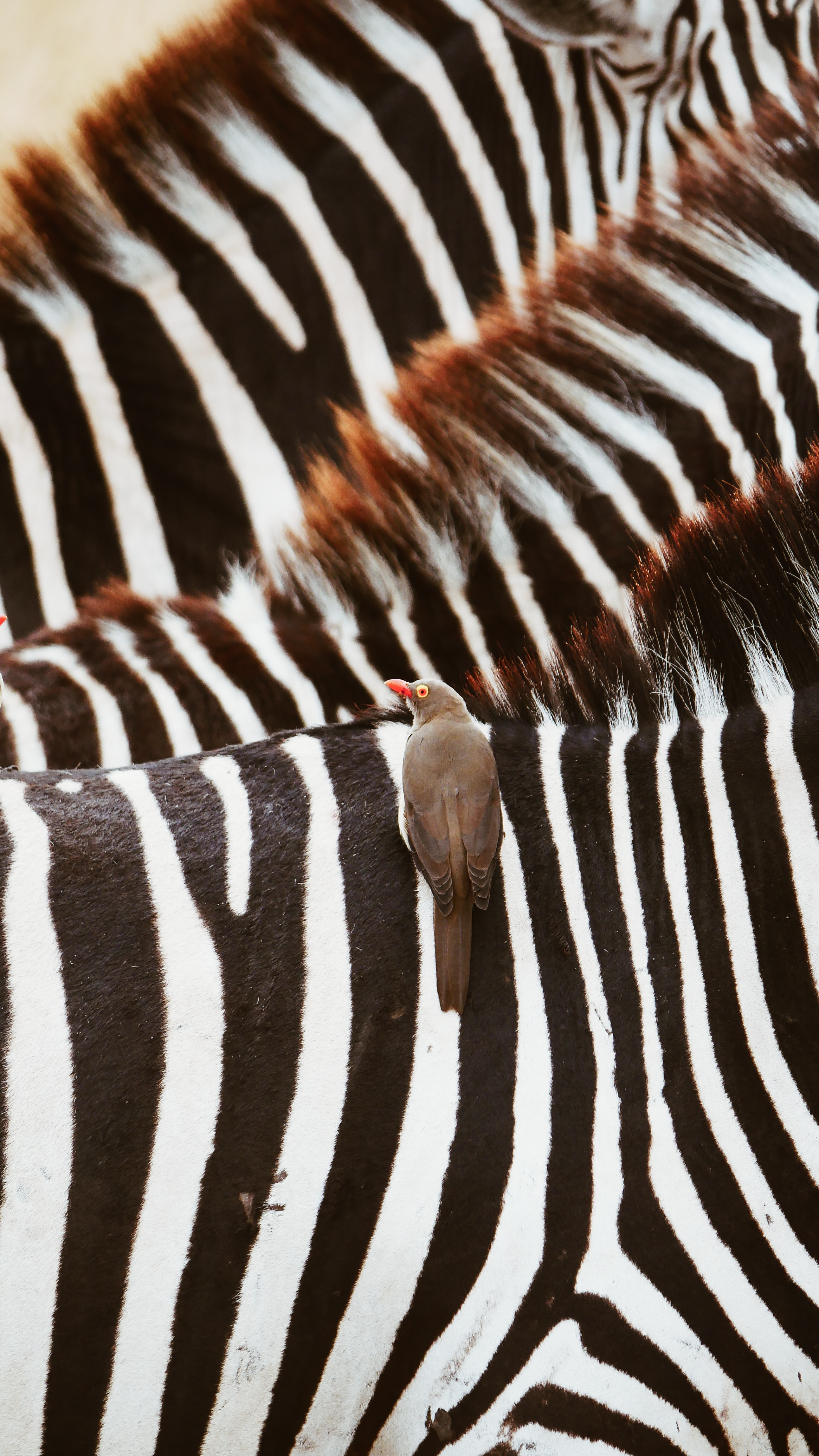 An oxpecker bird on the back of a zebra with two more zebras in the background