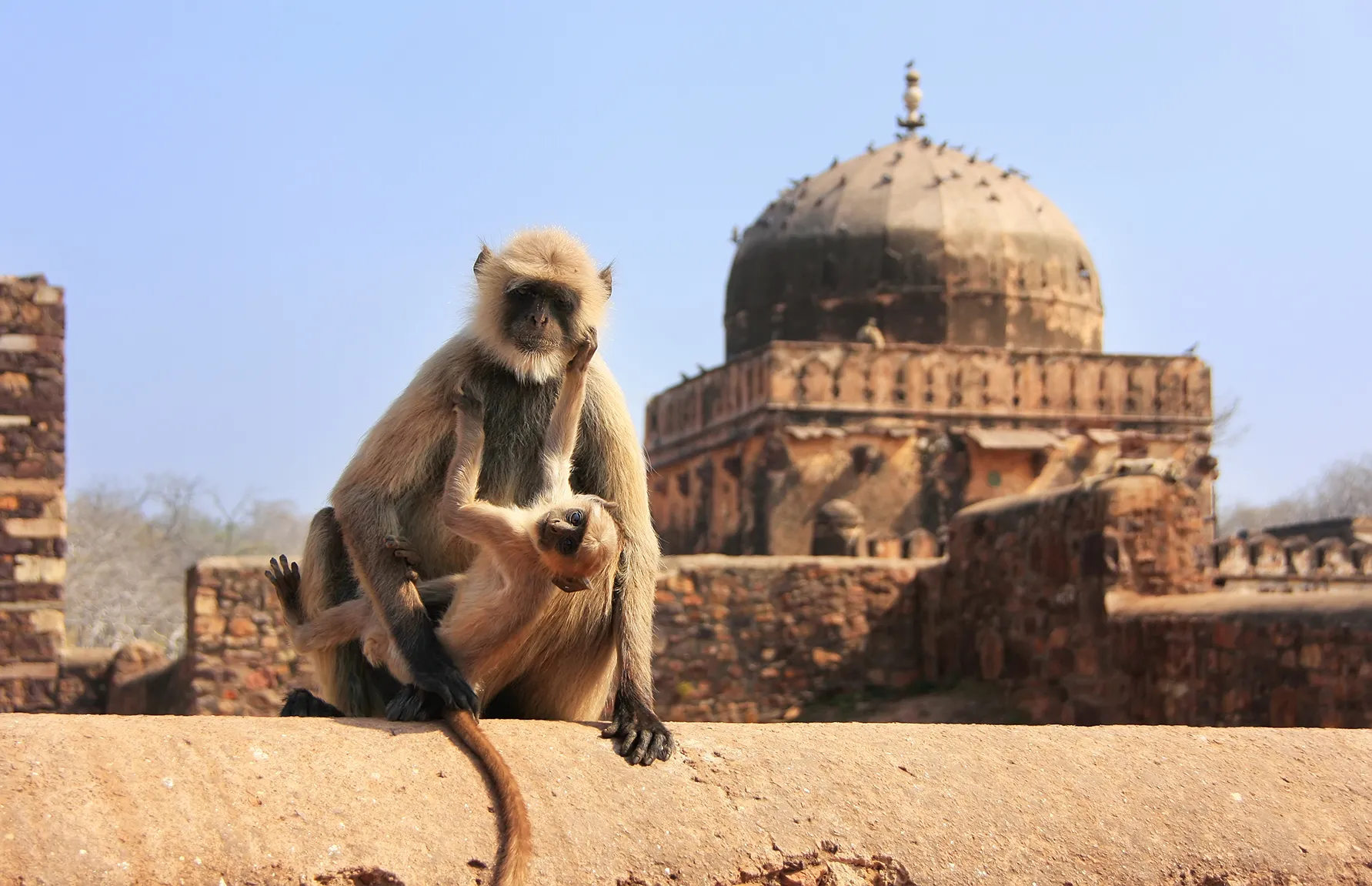Asia, India, a Grey Langur and it's young sat on a wall in front of Ranthambore Fort