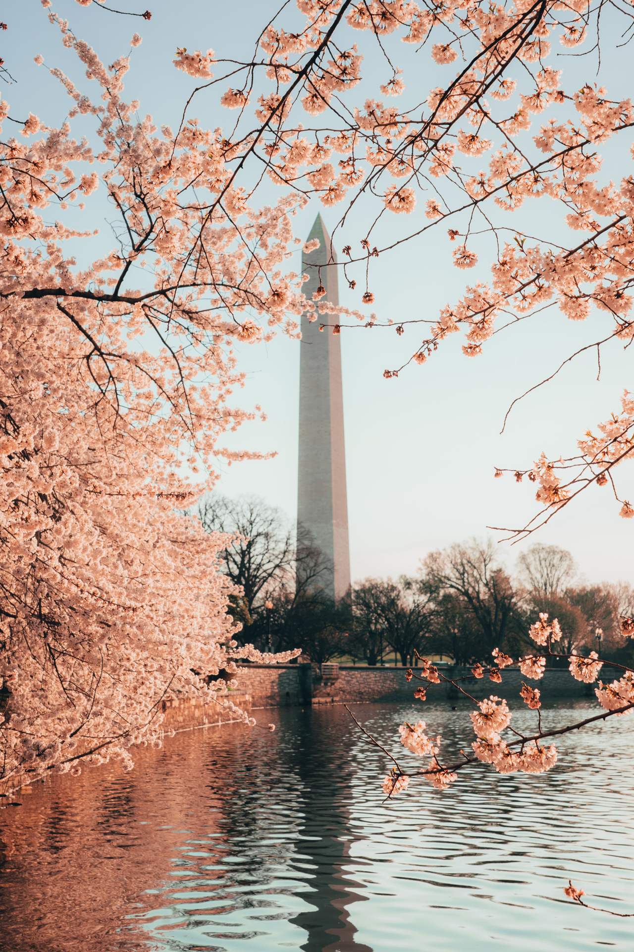 Japanese Cherry Blossoms bloom around the Thomas Jefferson Tidal Basin and frame the Washington Monument