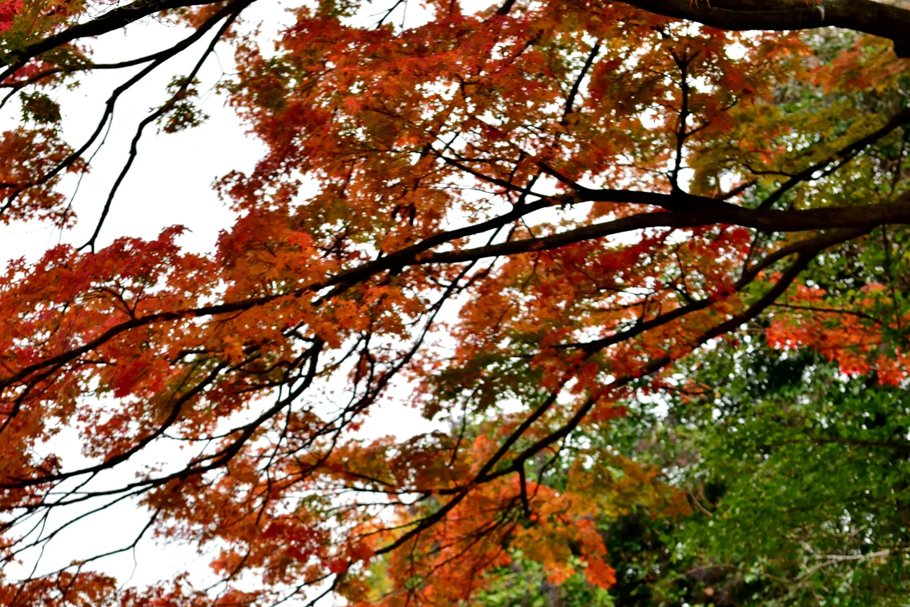 Tree branches with vibrant autumn leaves in shades of red and orange against a natural green backdrop.