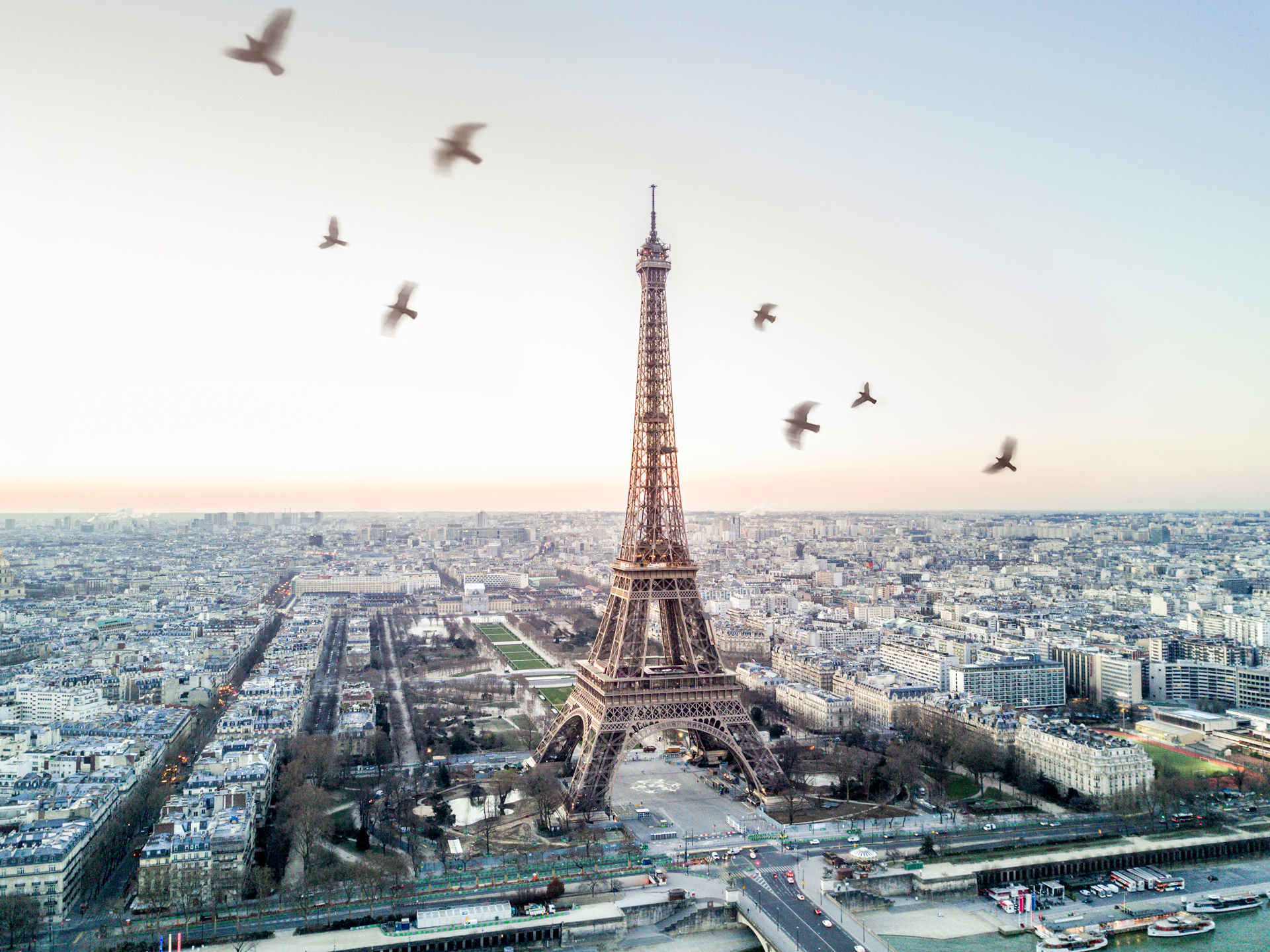 An aerial view of the Eiffel tower with birds flying by