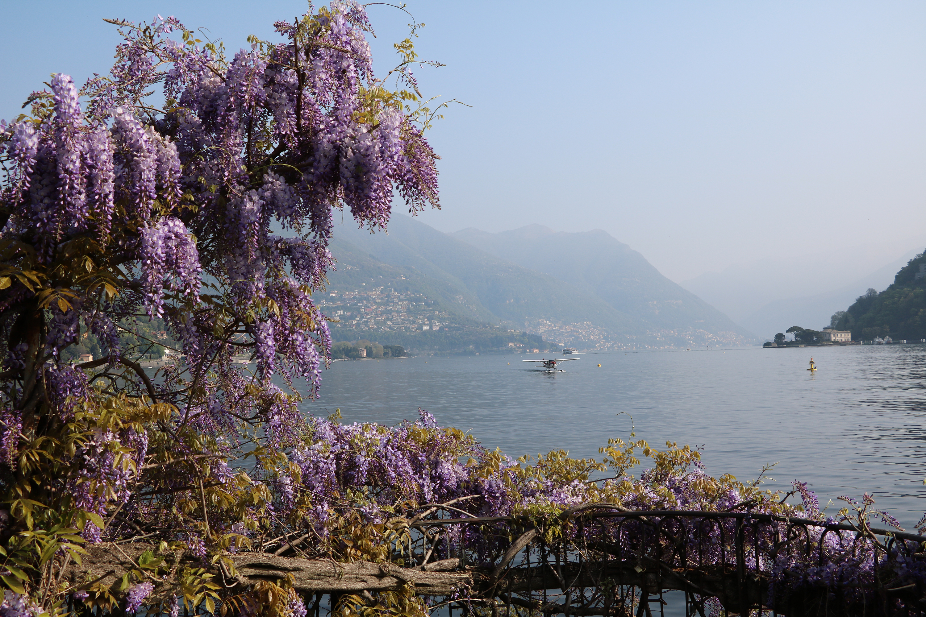 Purple wisteria flowers overlooking Lake Como with mountains in the background on a clear day.