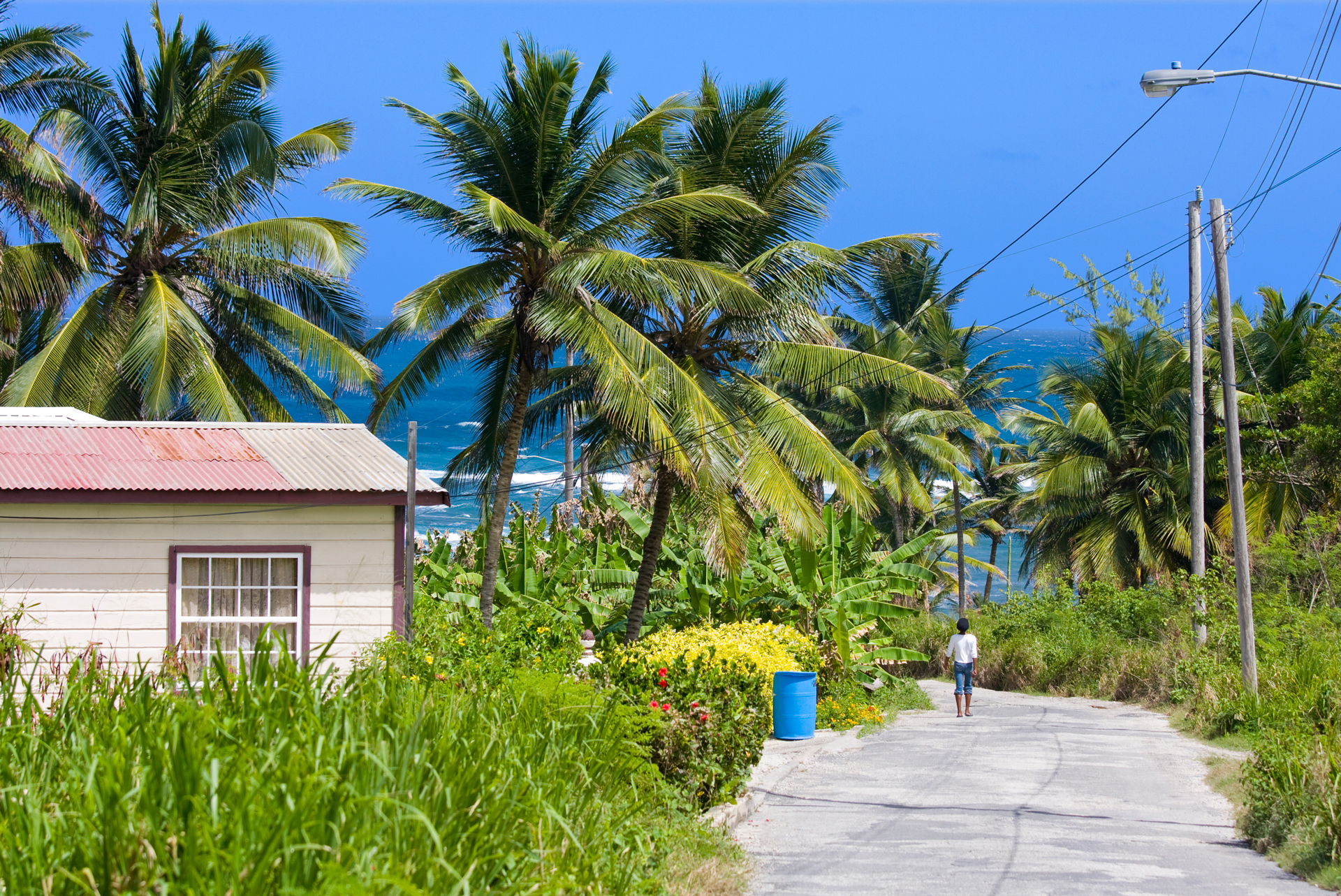 a person walking on a road with palm trees and a house