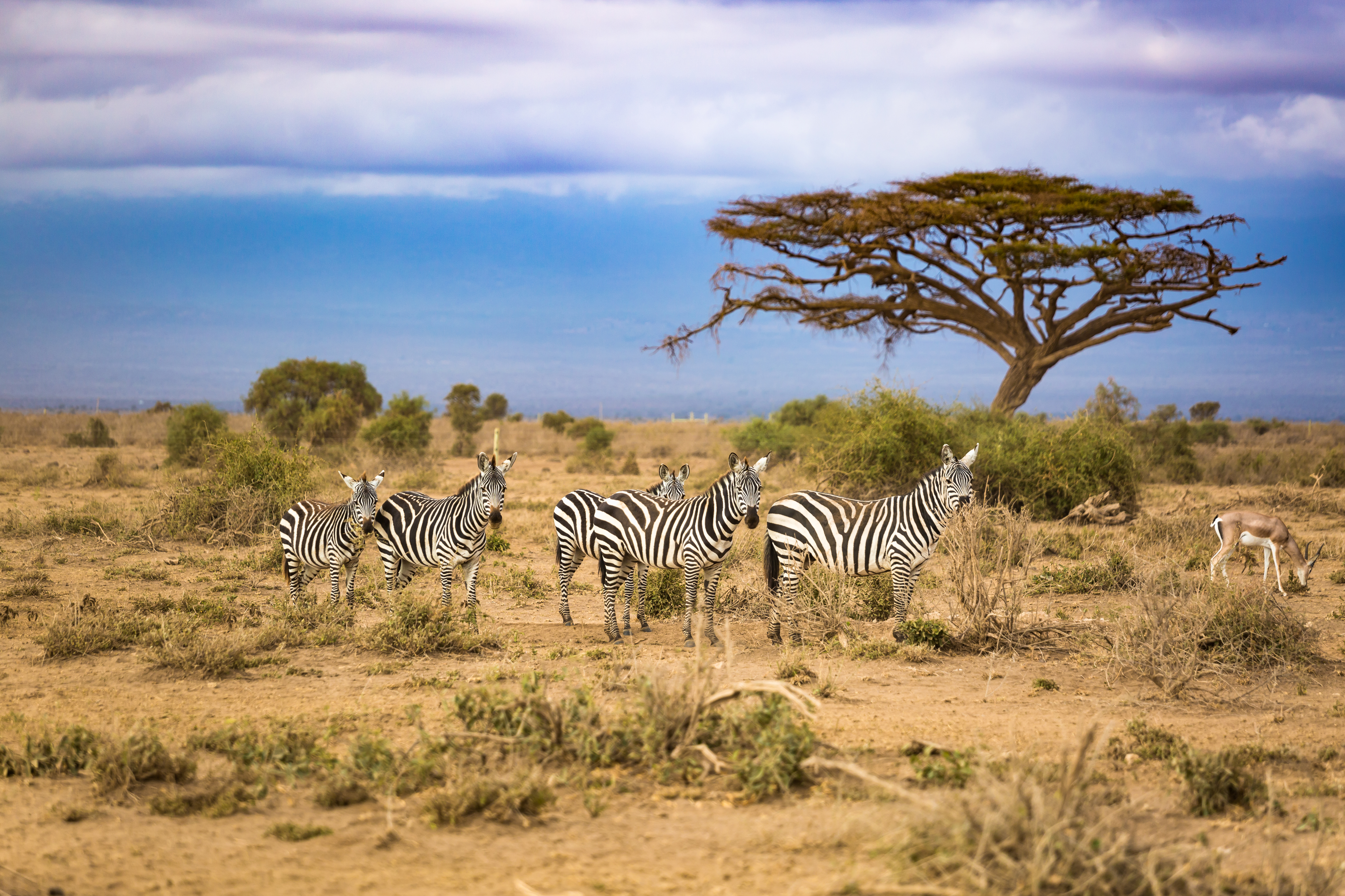 A small herd of zebras looking towards the camera