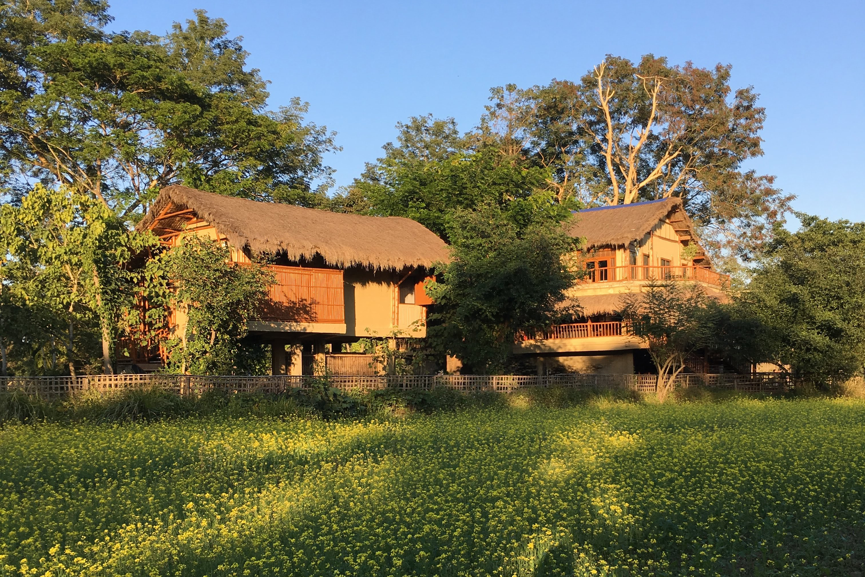 Thatched wooden building behind green trees set in a field of flowers