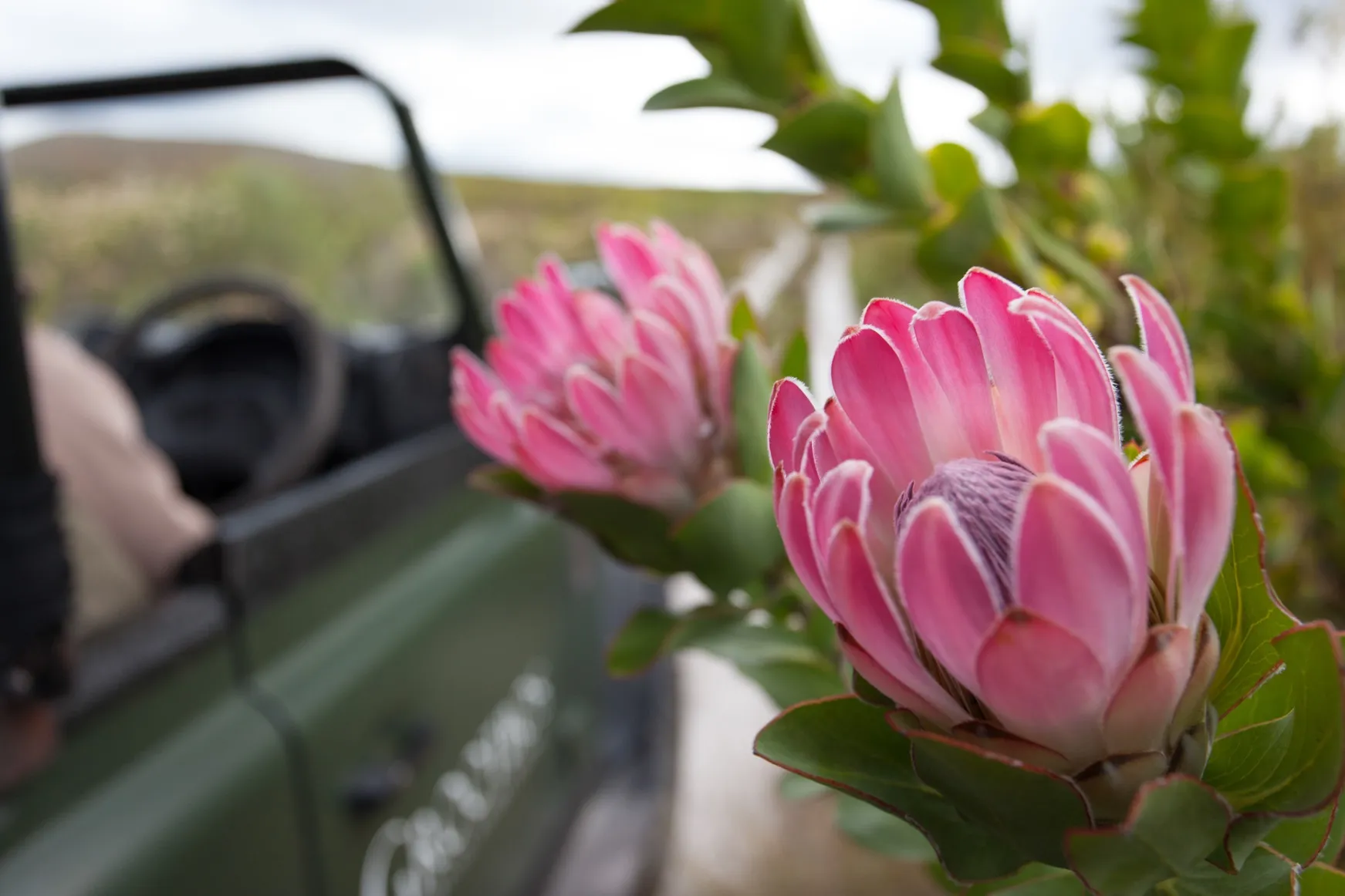 Close-up of two pink protea flowers with a green off-road vehicle blurred in the background.