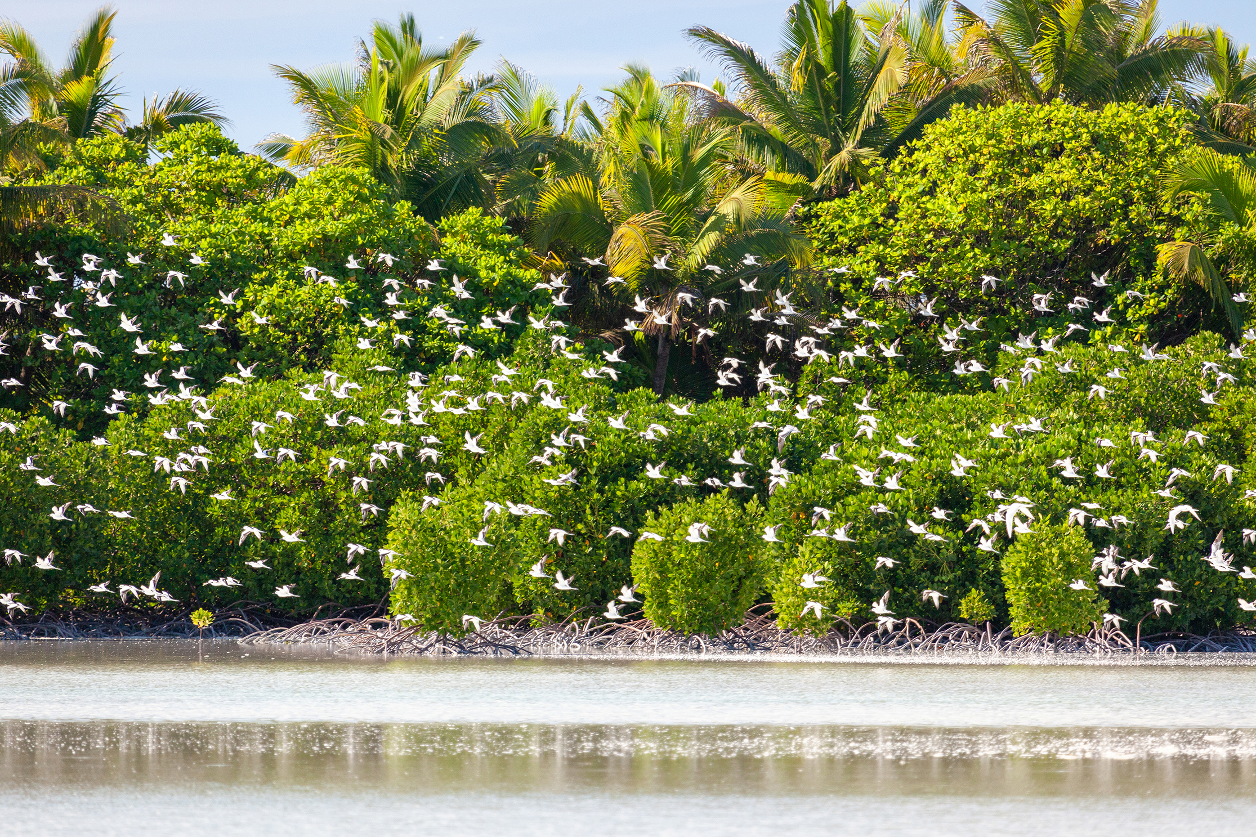 A flock of white birds flying over mangroves of St Francois Island