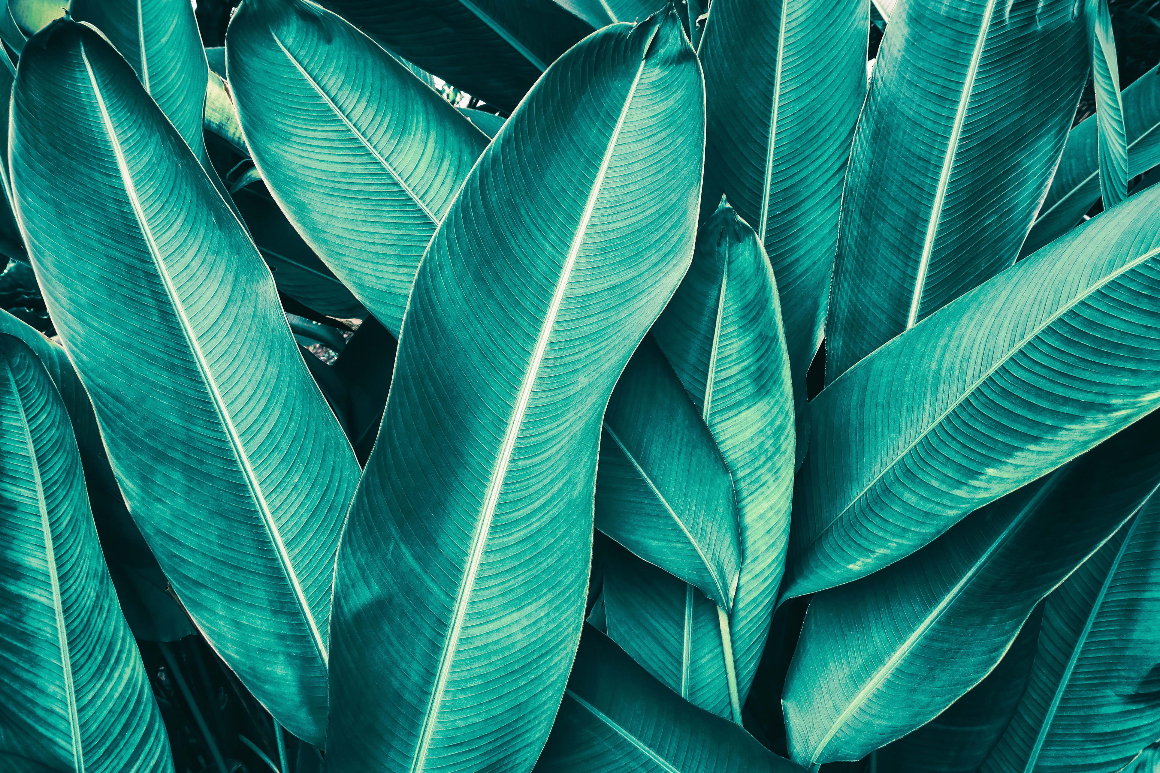 A close up of the large green leaves of a tropical plant