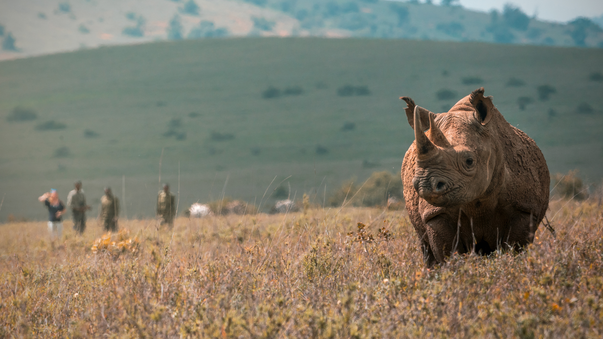 A rhino followed by people that are out of focus