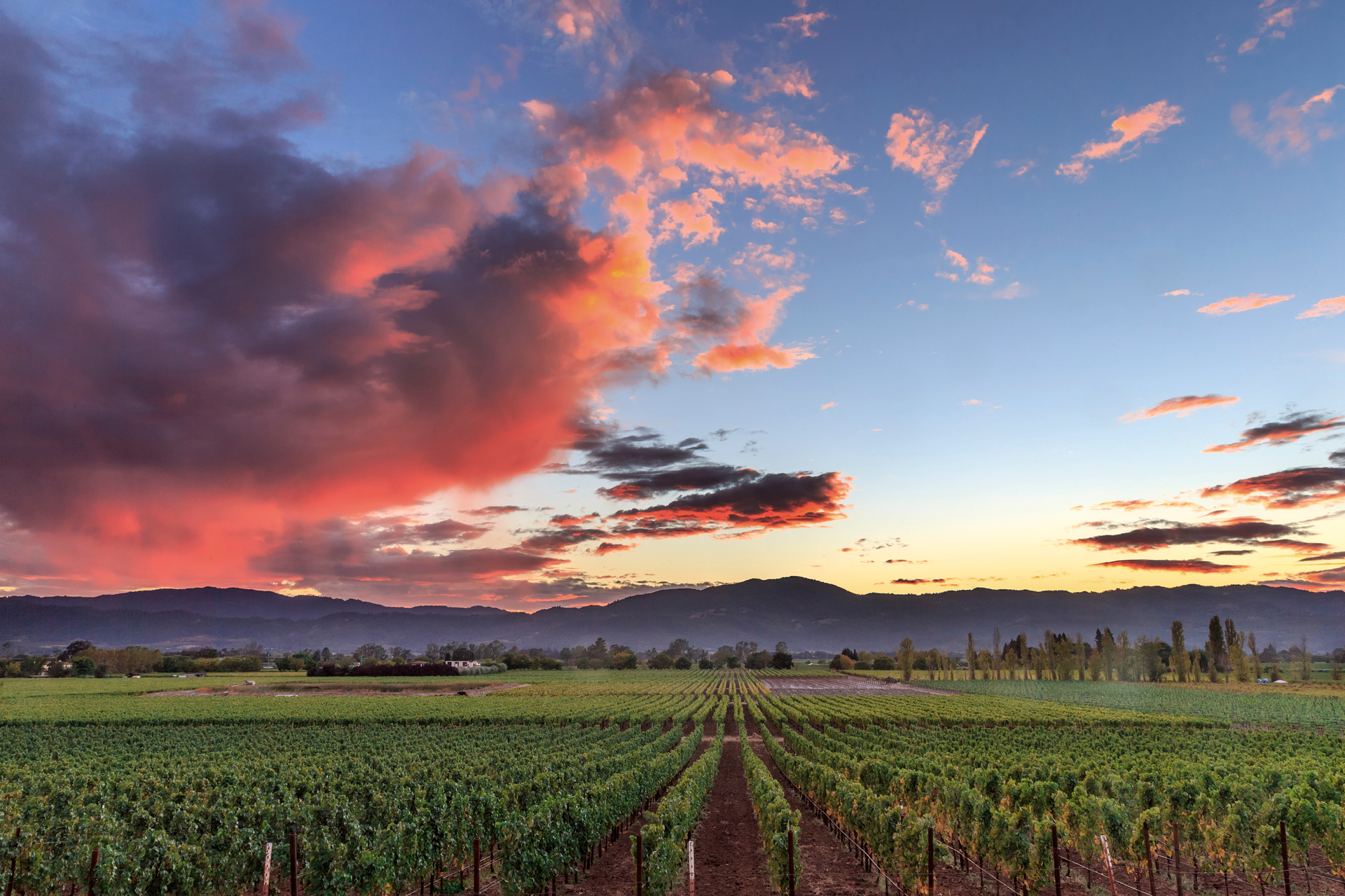 A vineyard in Napa Valley during sunset