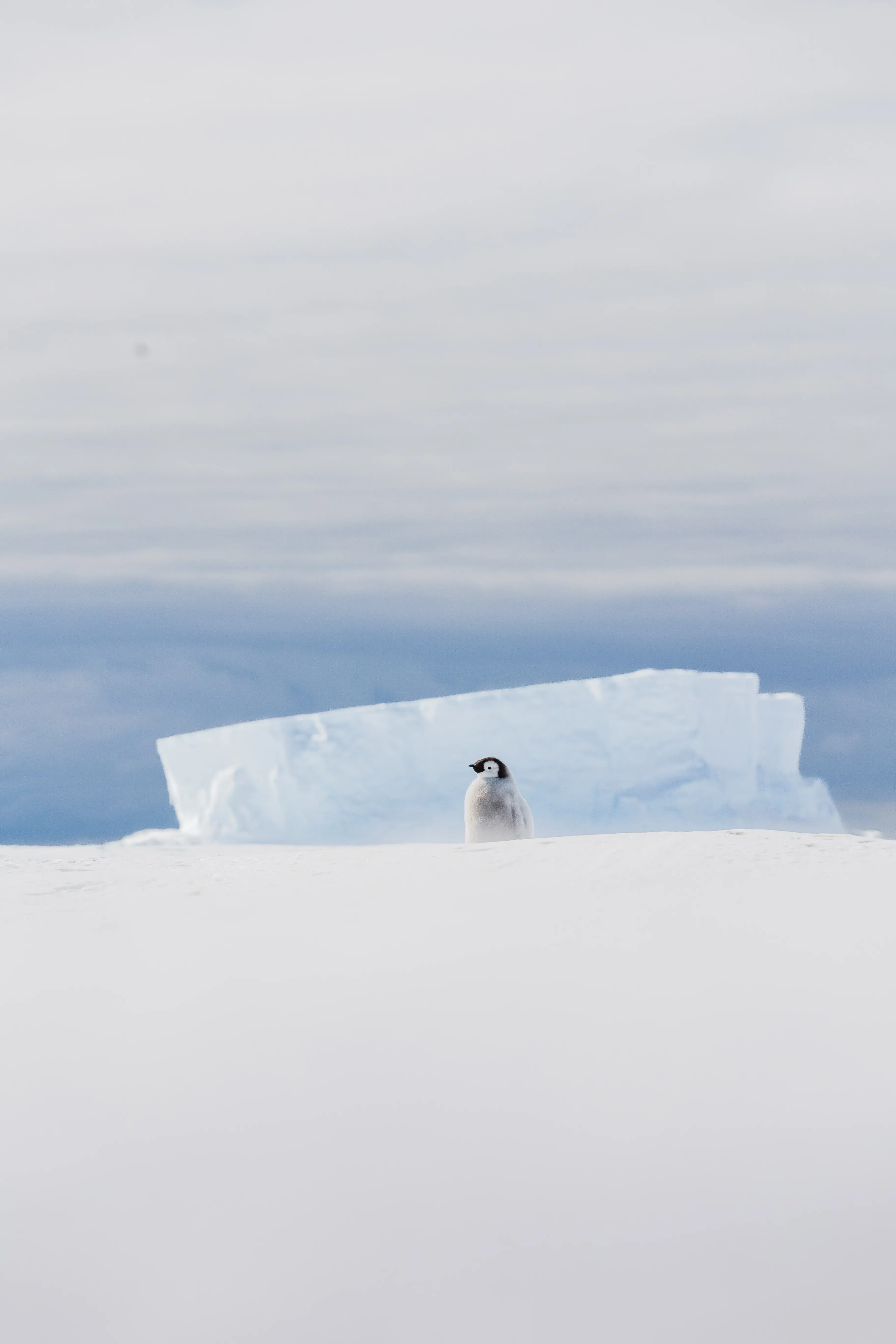 A lone penguin standing on snowy Antarctic terrain with dark blue sky behind.
