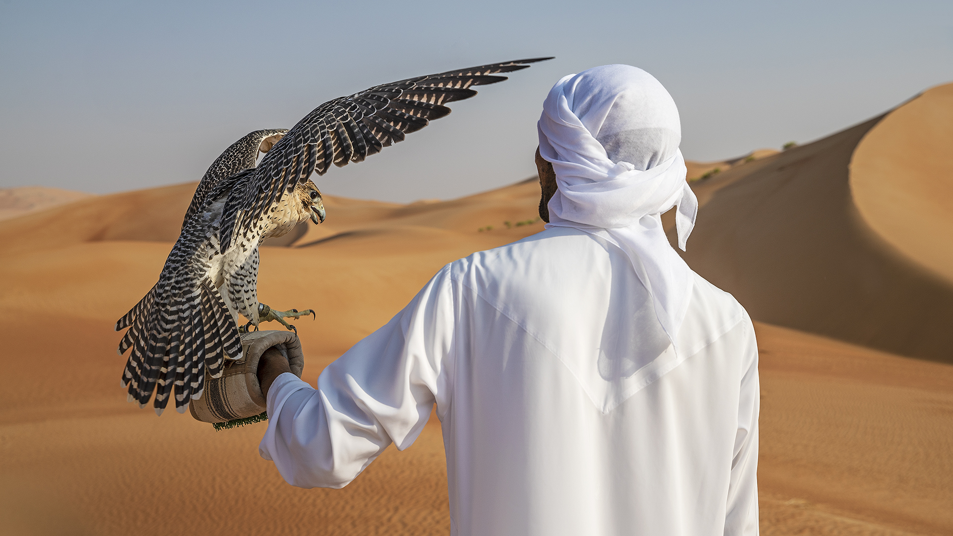 Arabia, a falconer holding a falcon at Qasr Al Sarab, Abu Dhabi