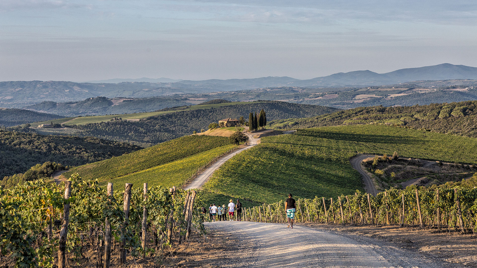 Walk in the vineyards