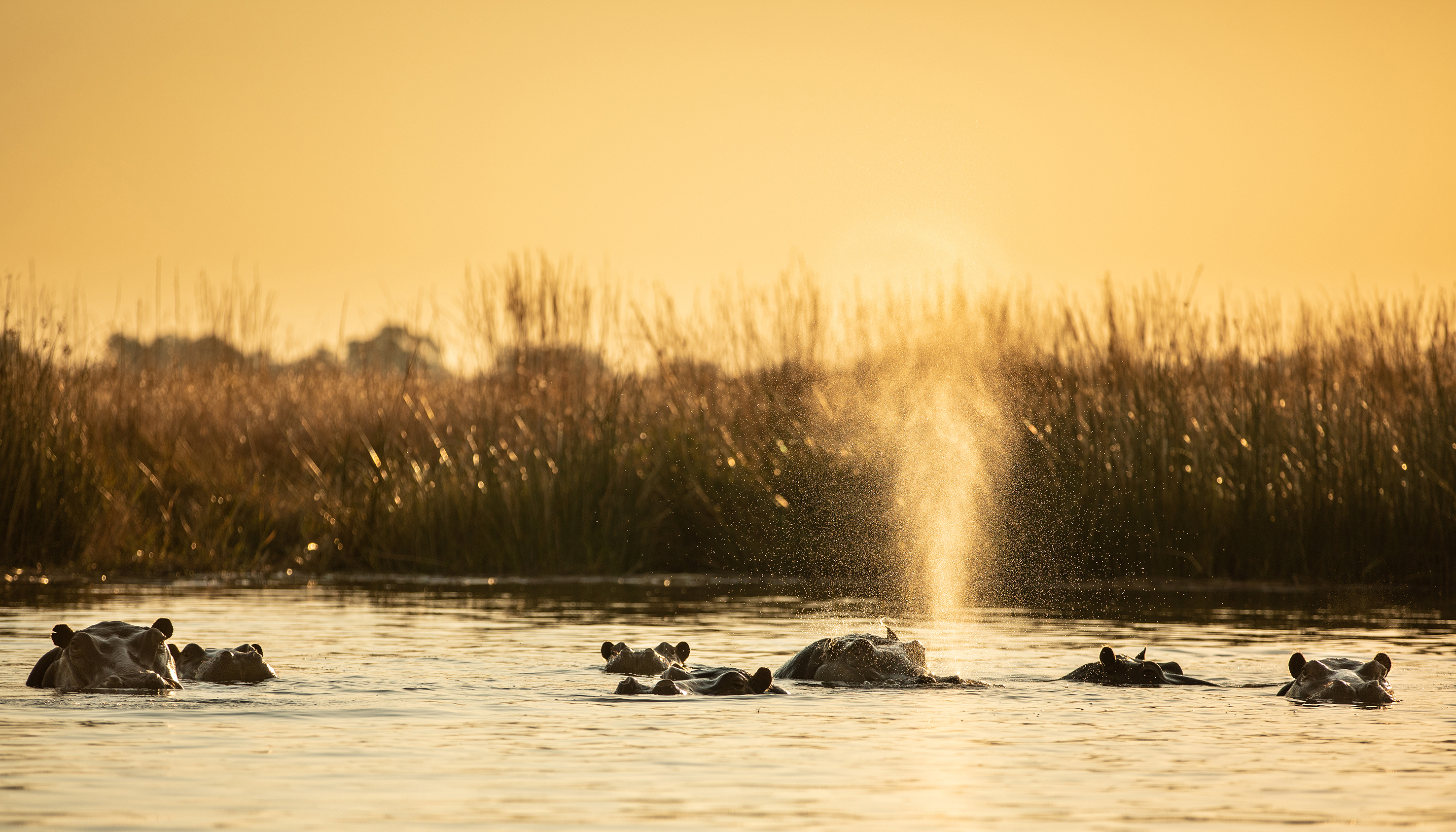 Seven hippos wallowing in water at golden hour as one sprays water from its nostrils
