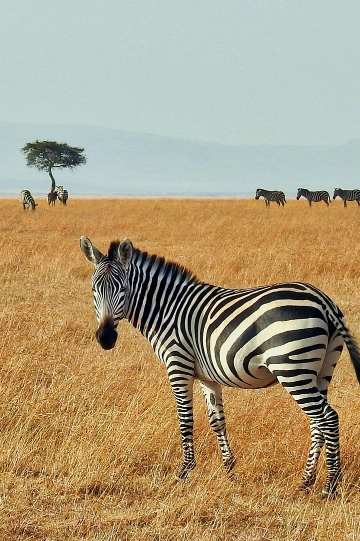 Zebra looking over its shoulder at the camera in Tanzania