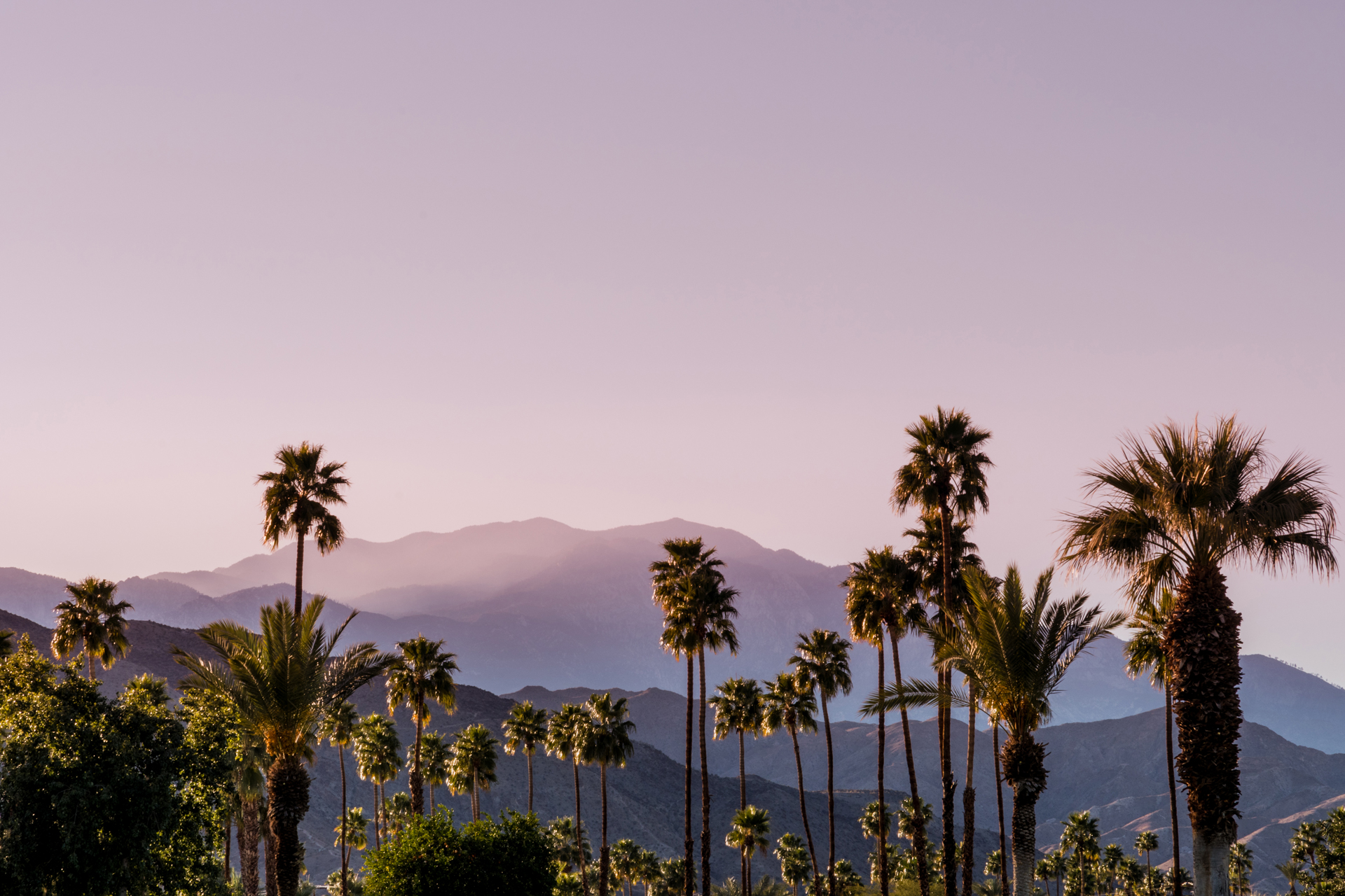 Palm Springs palm trees and mountains in the background