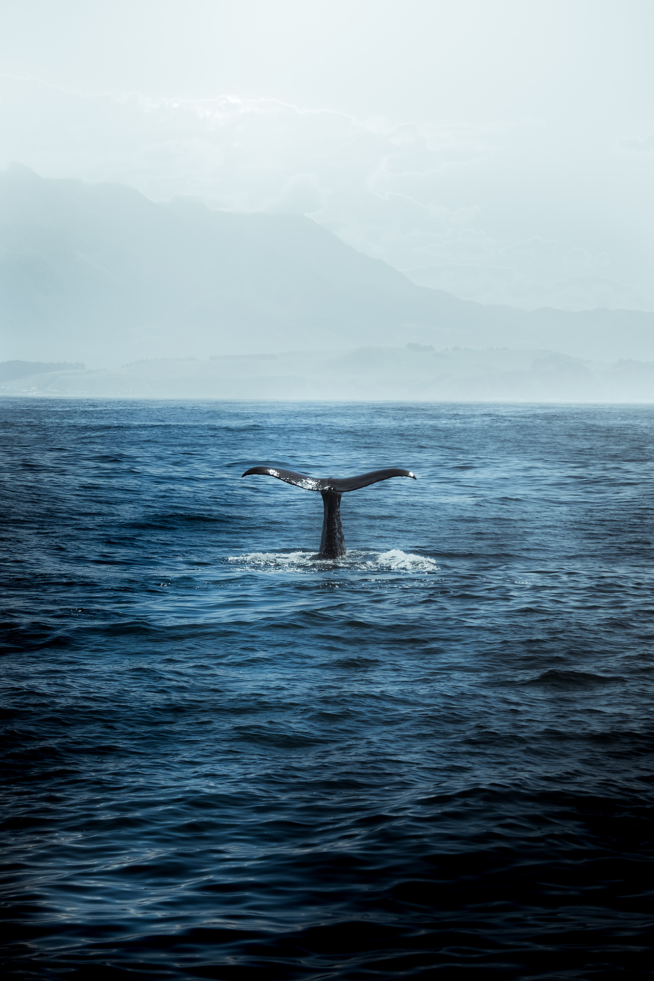 A whales tail coming out of the sea