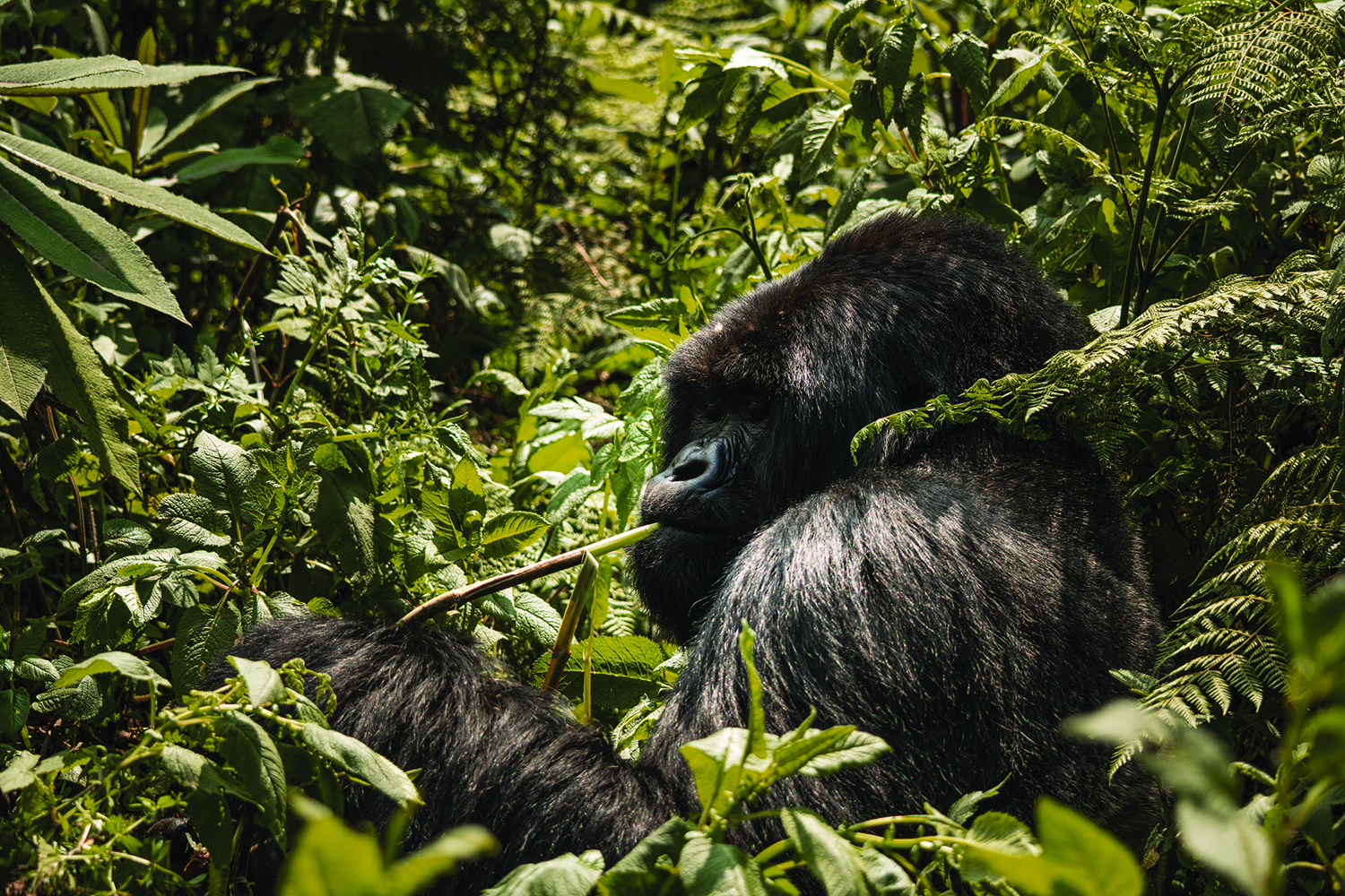 Africa, Rwanda, Gorilla eating bamboo in the forest