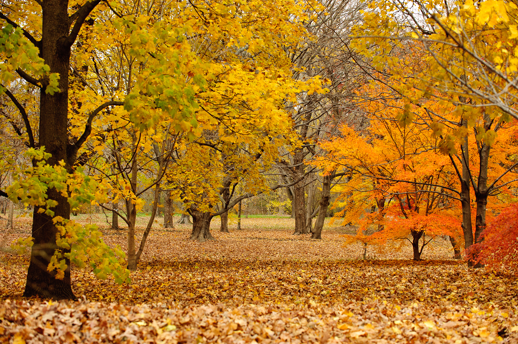 Clearing in red and yellow trees at autumn time